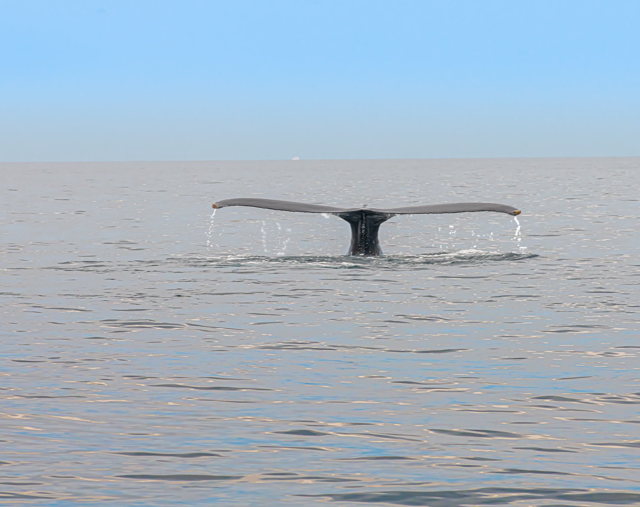 The Whale’s Tail