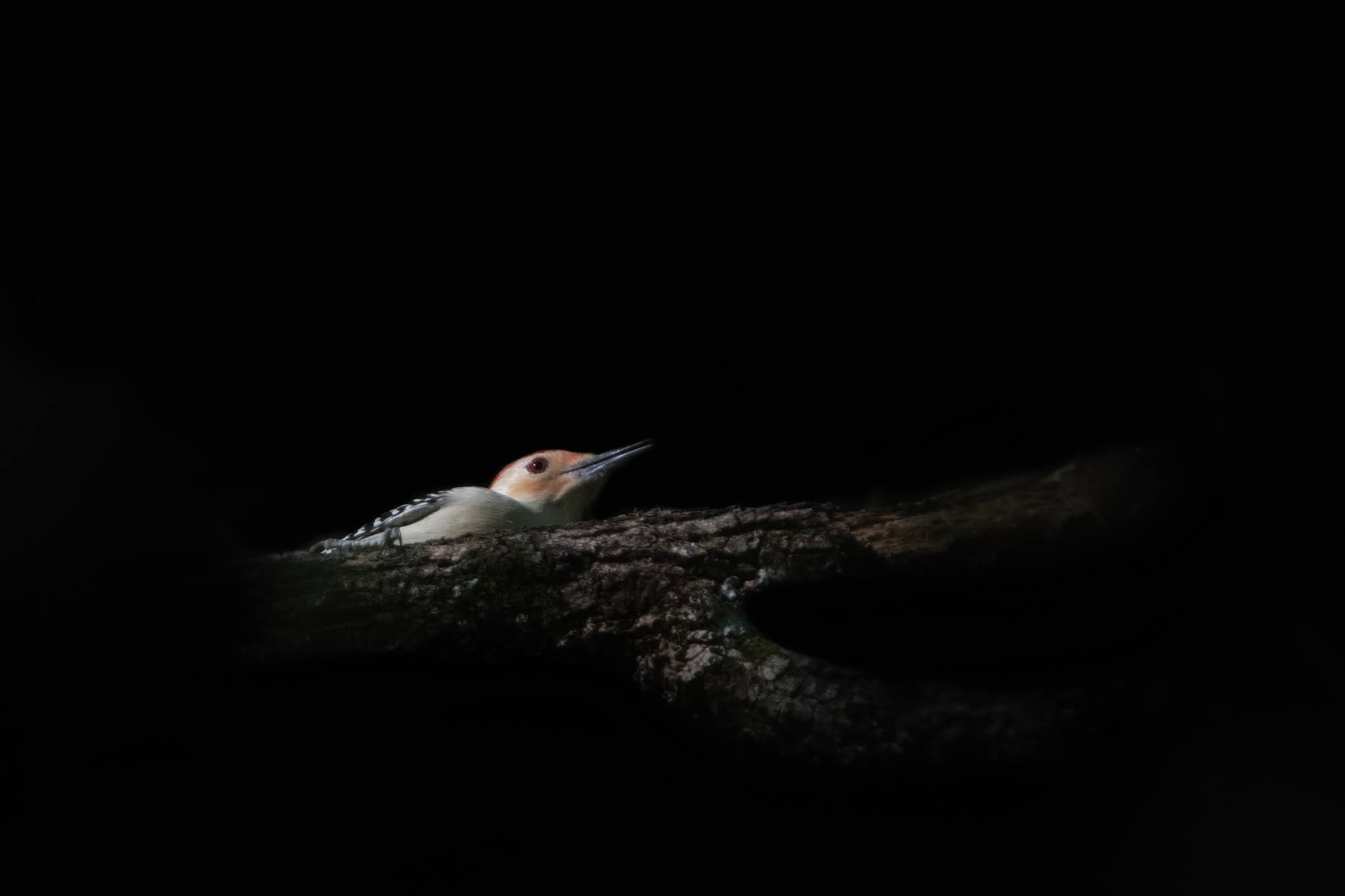 Hiding Red Bellied Woodpecker – Charlestown Meadows