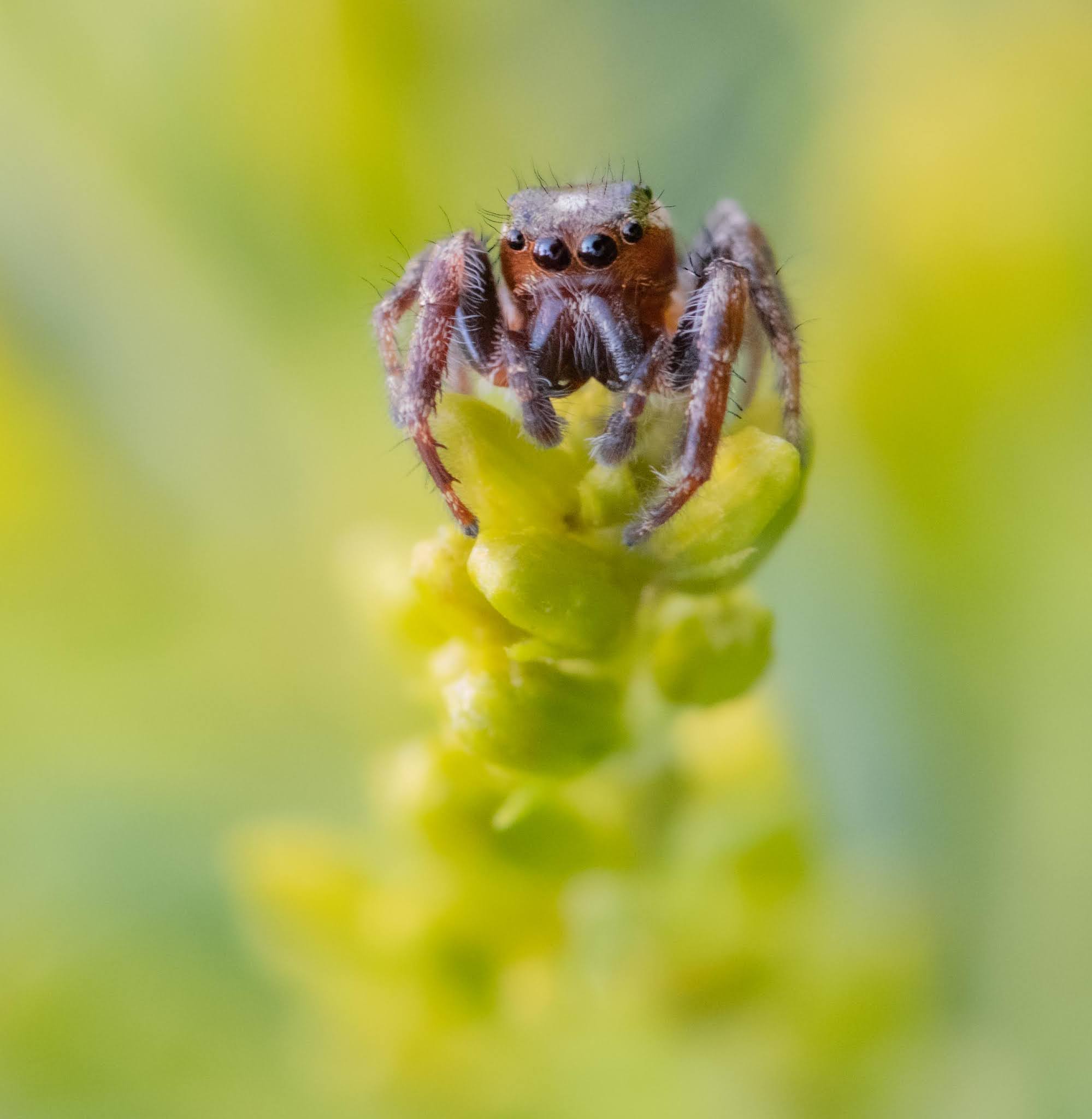 Little Jumper on the Ragweed
