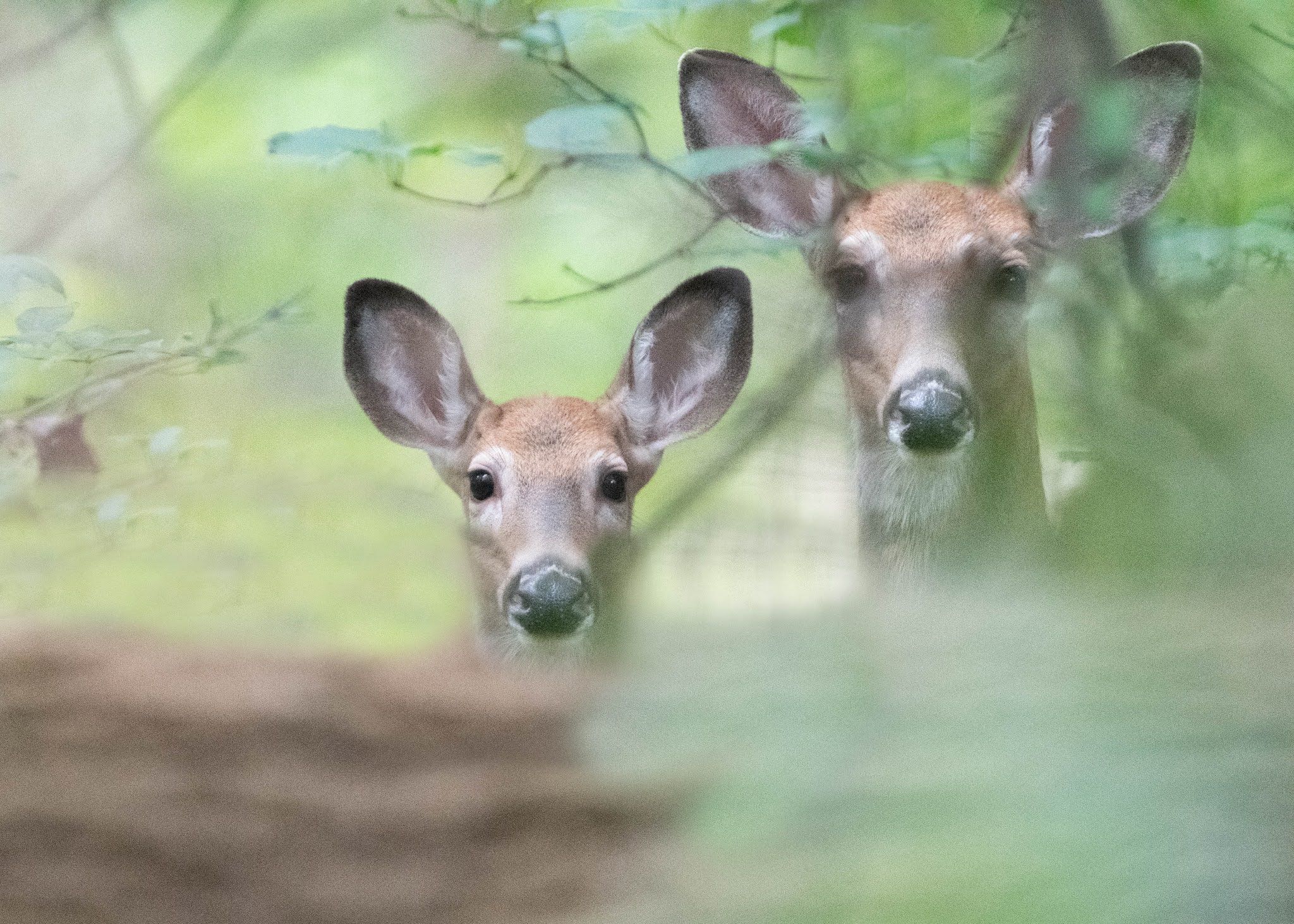 Mom and Babe in the Woods