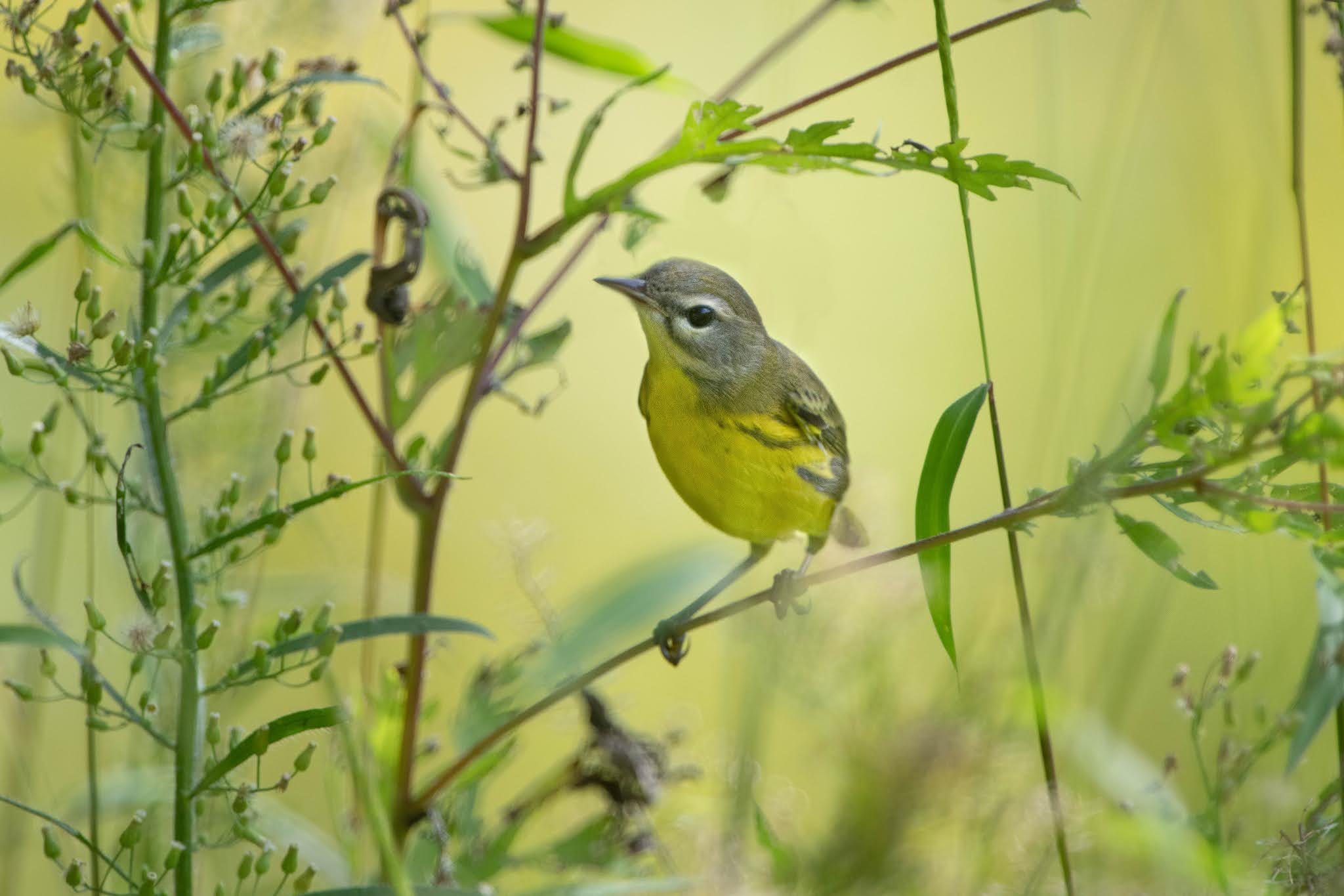 My First Prairie Warbler!!! Oh Valley Forge