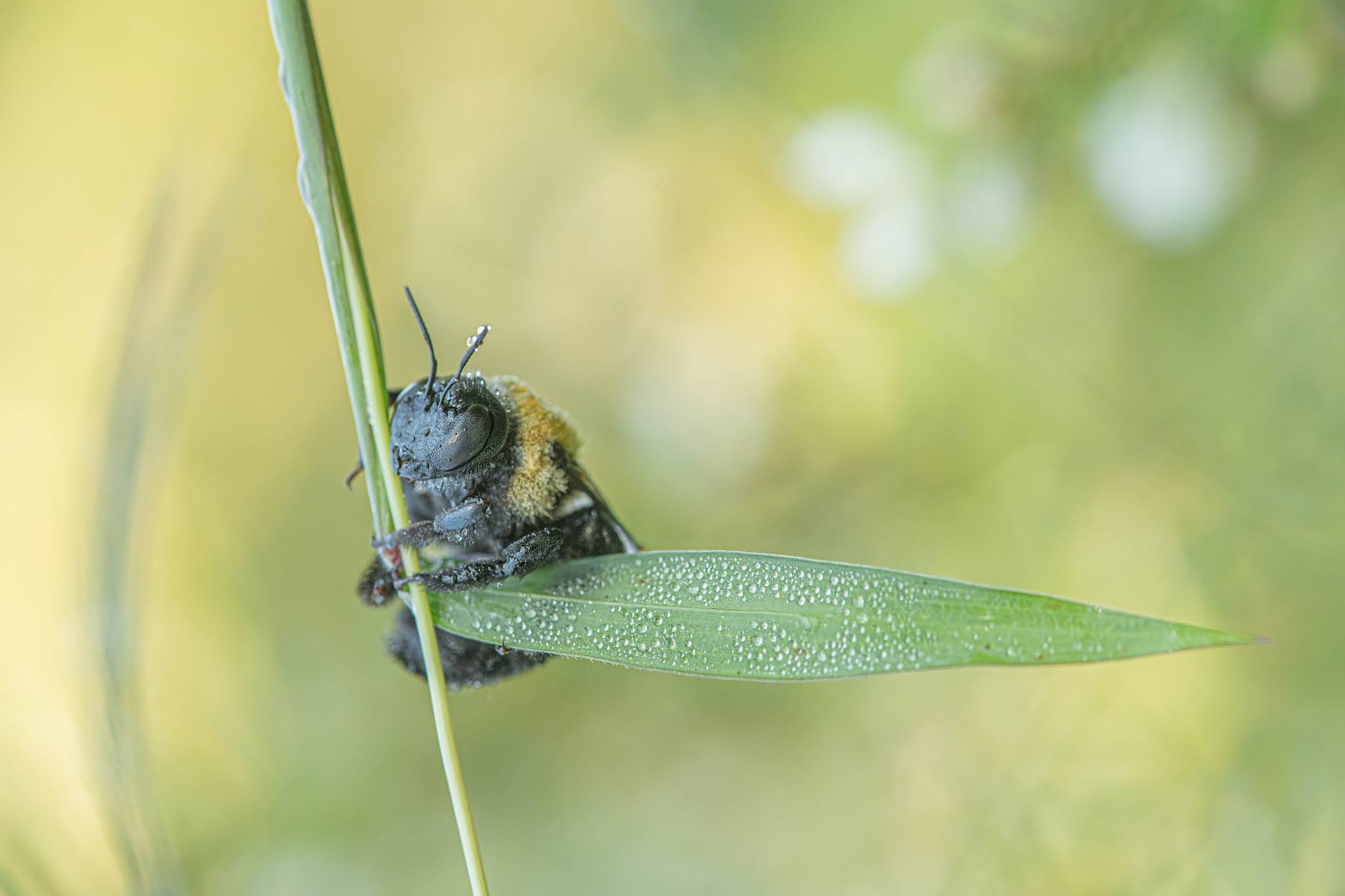 Sleeping Bumble Bee in the Morning Dew – Valley Forge (Click to see that little face!)