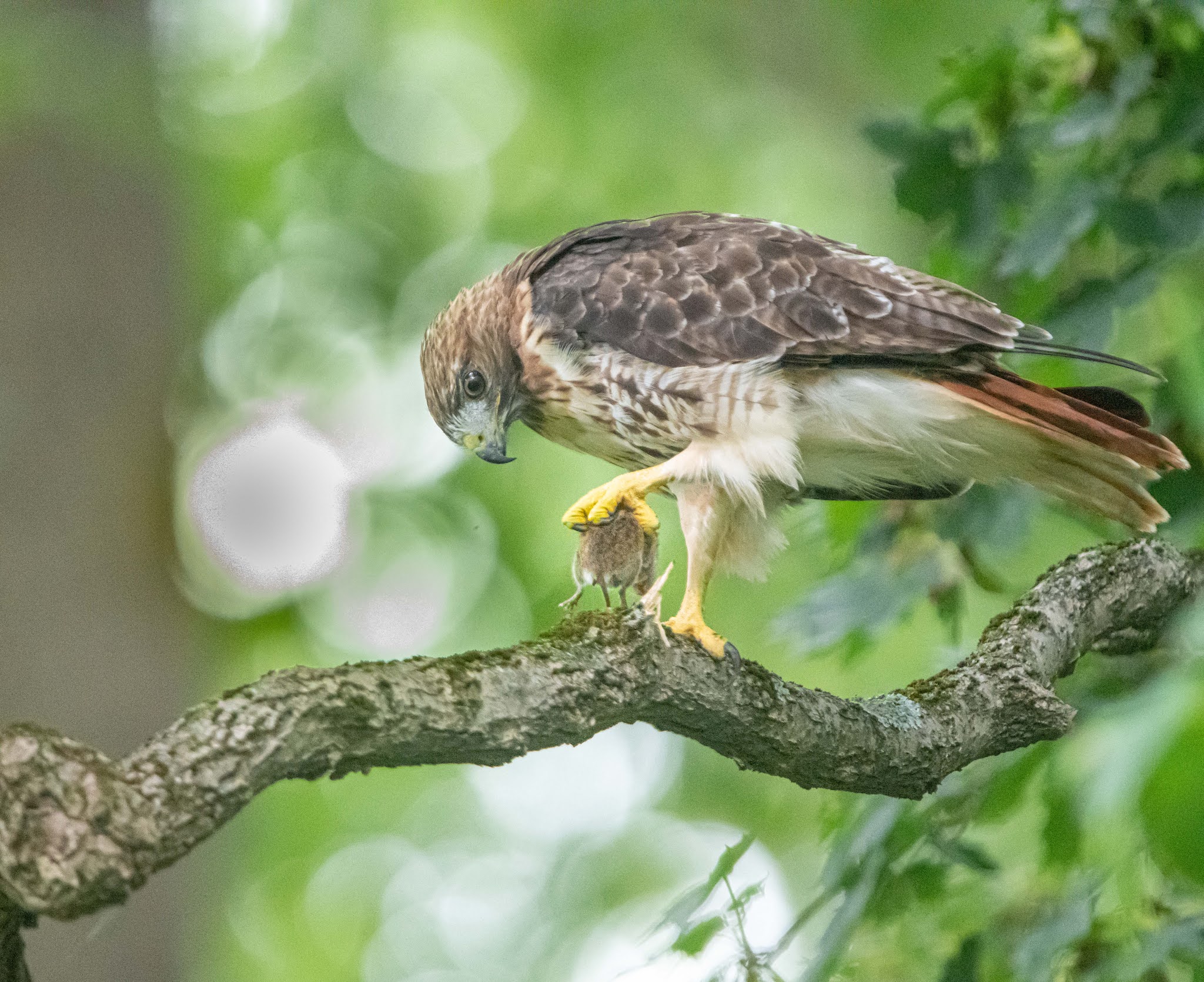 Hawk in the Woods Today!!