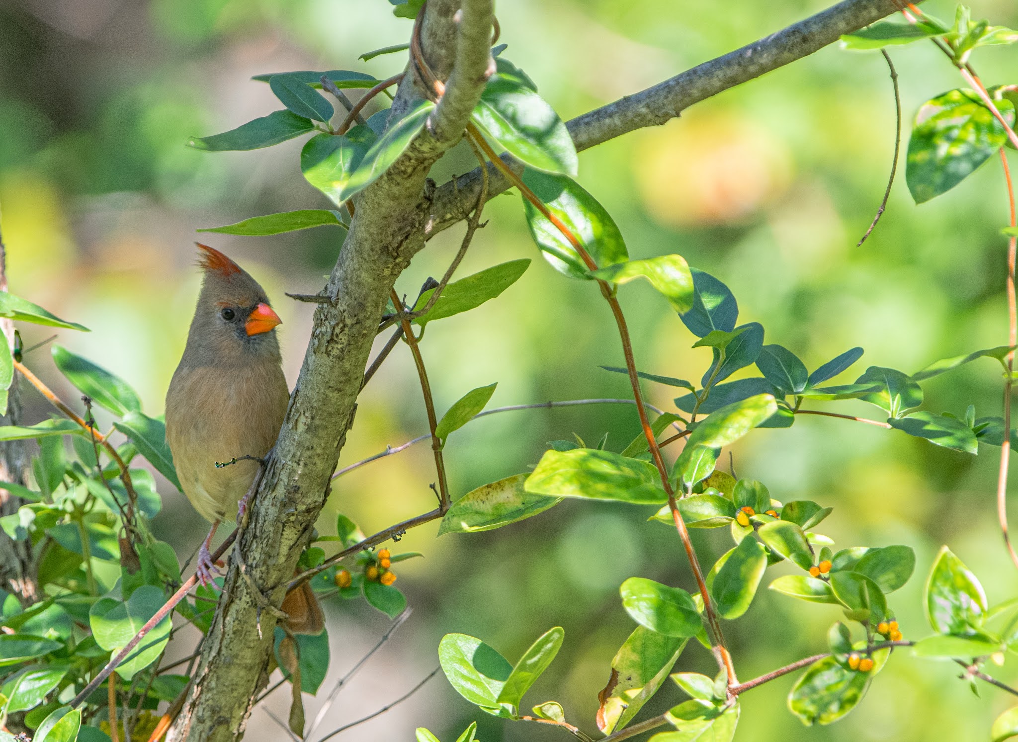 Little Miss Cardinal