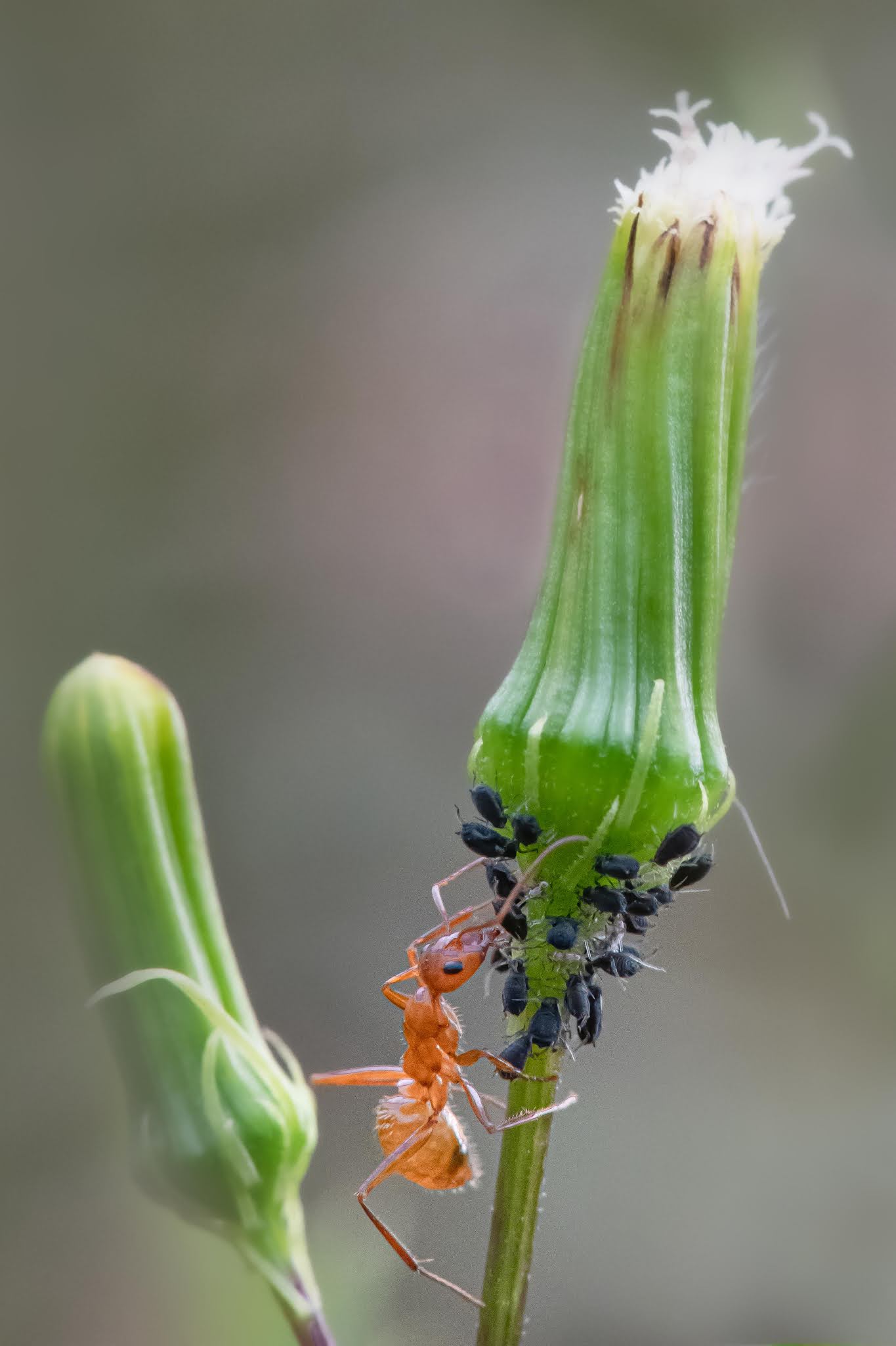 The Ant and the Aphids