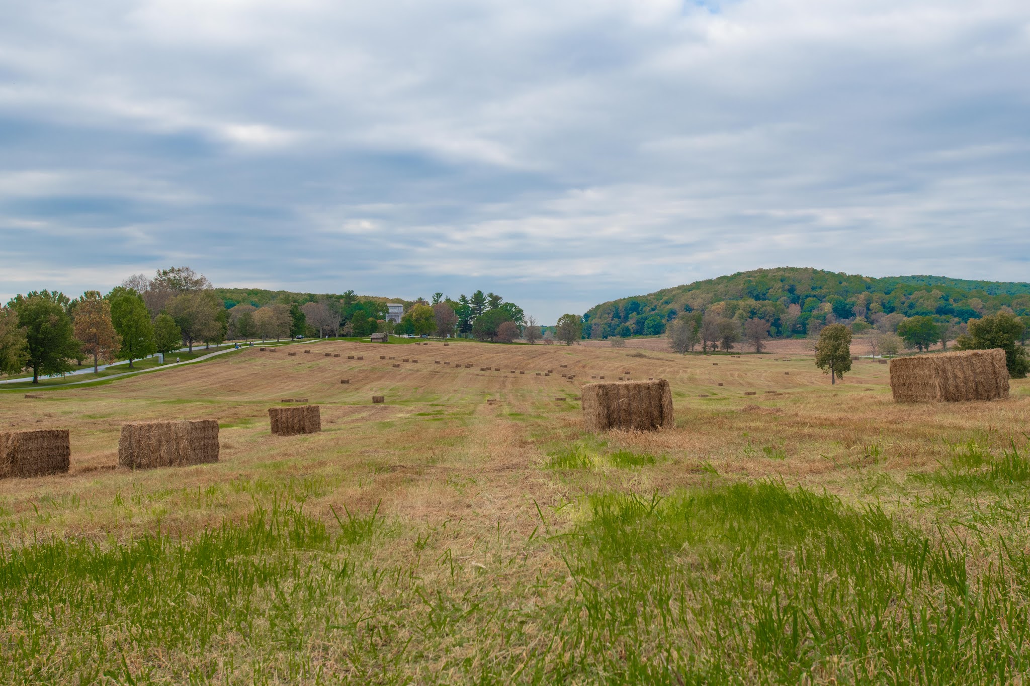 The Hawks are Having a Field Day!!