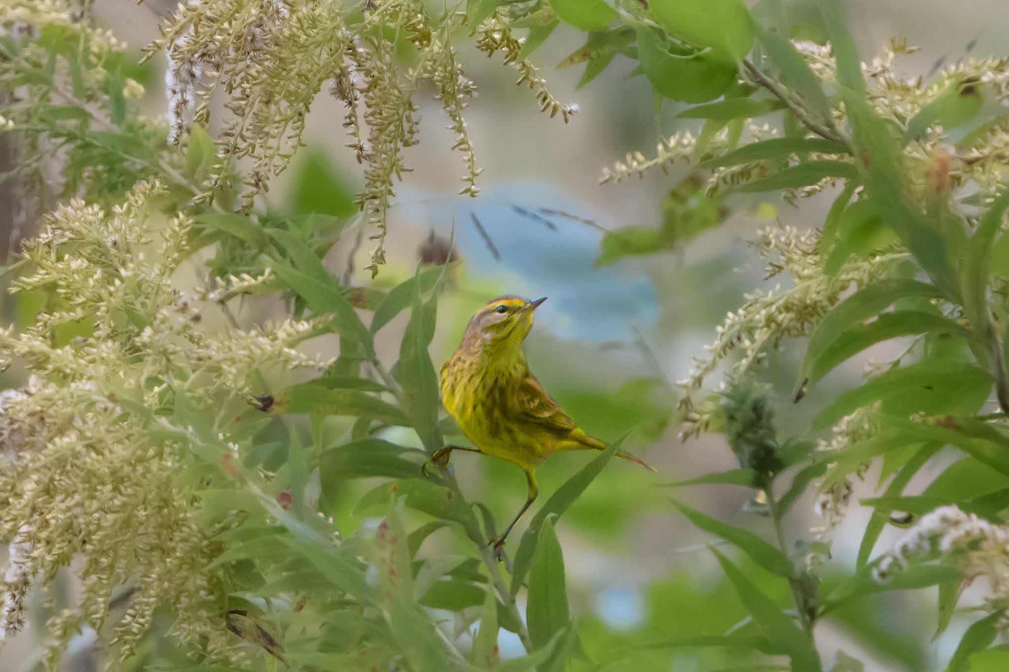 The Palm Warbler Today in Valley Forge