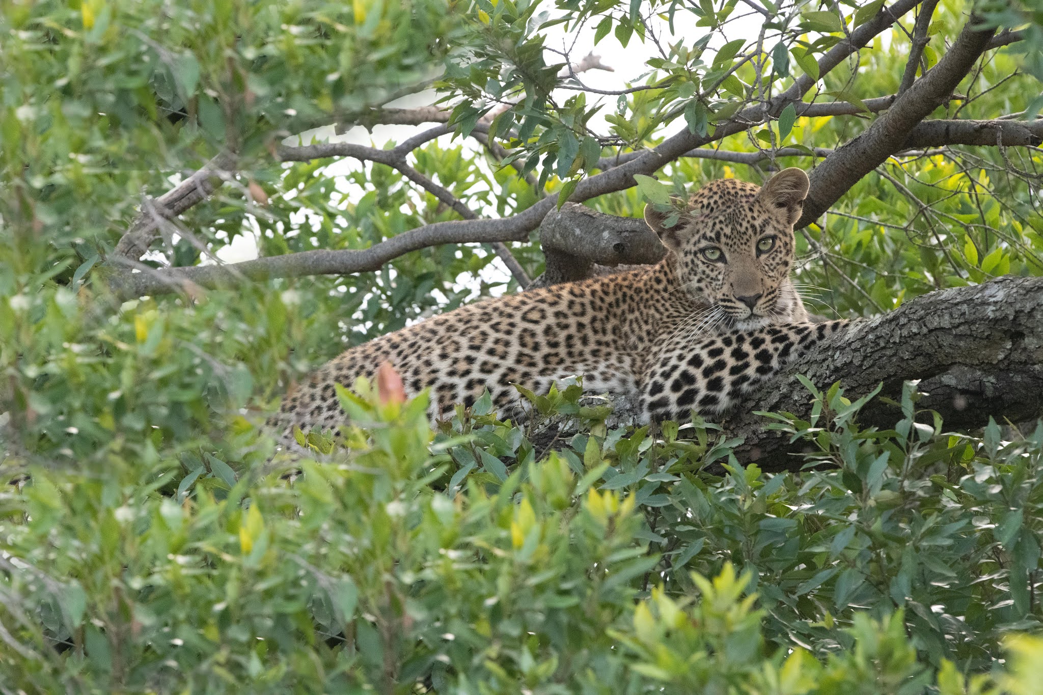 Leopard Saga – Second Day in Kenya