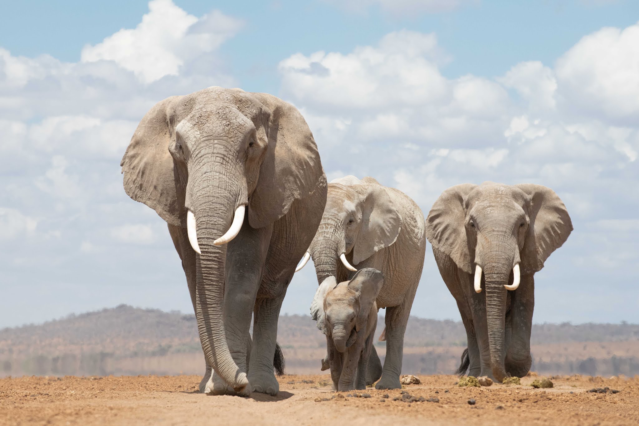 The Elephants of Amboseli