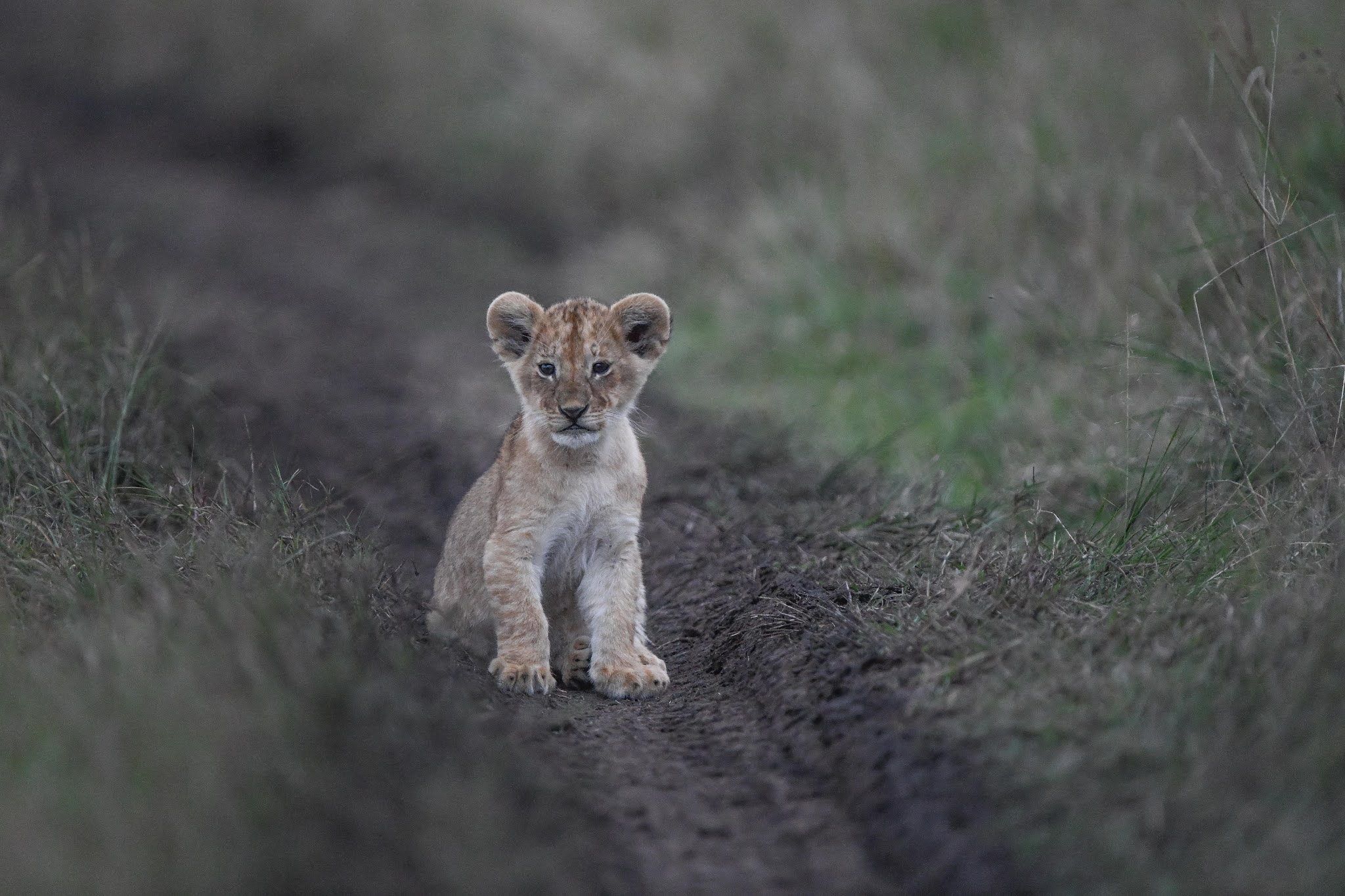 Ears and Paws in Kenya