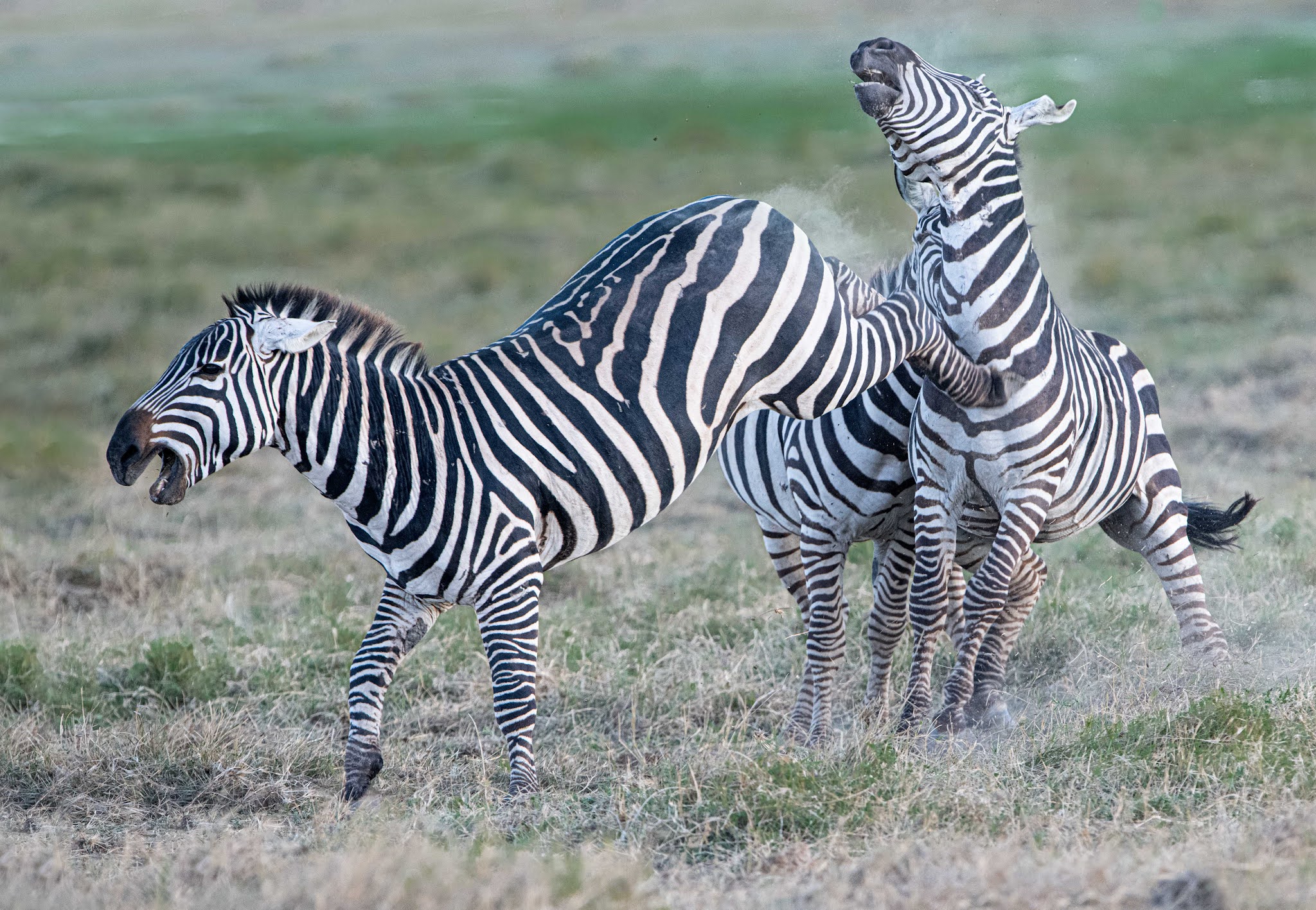 Going Through So Many Photographs