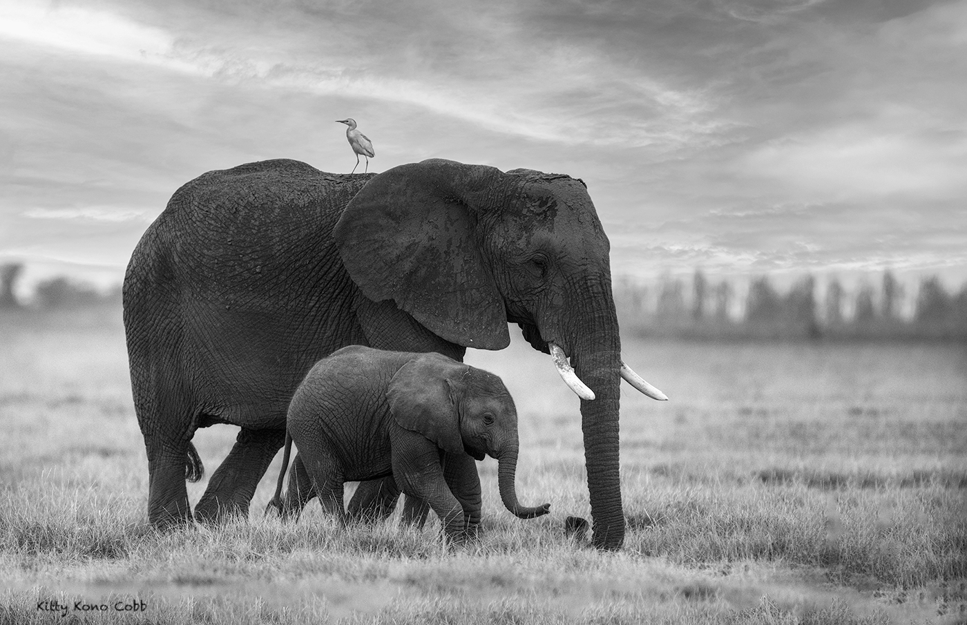 Elephants with Friend