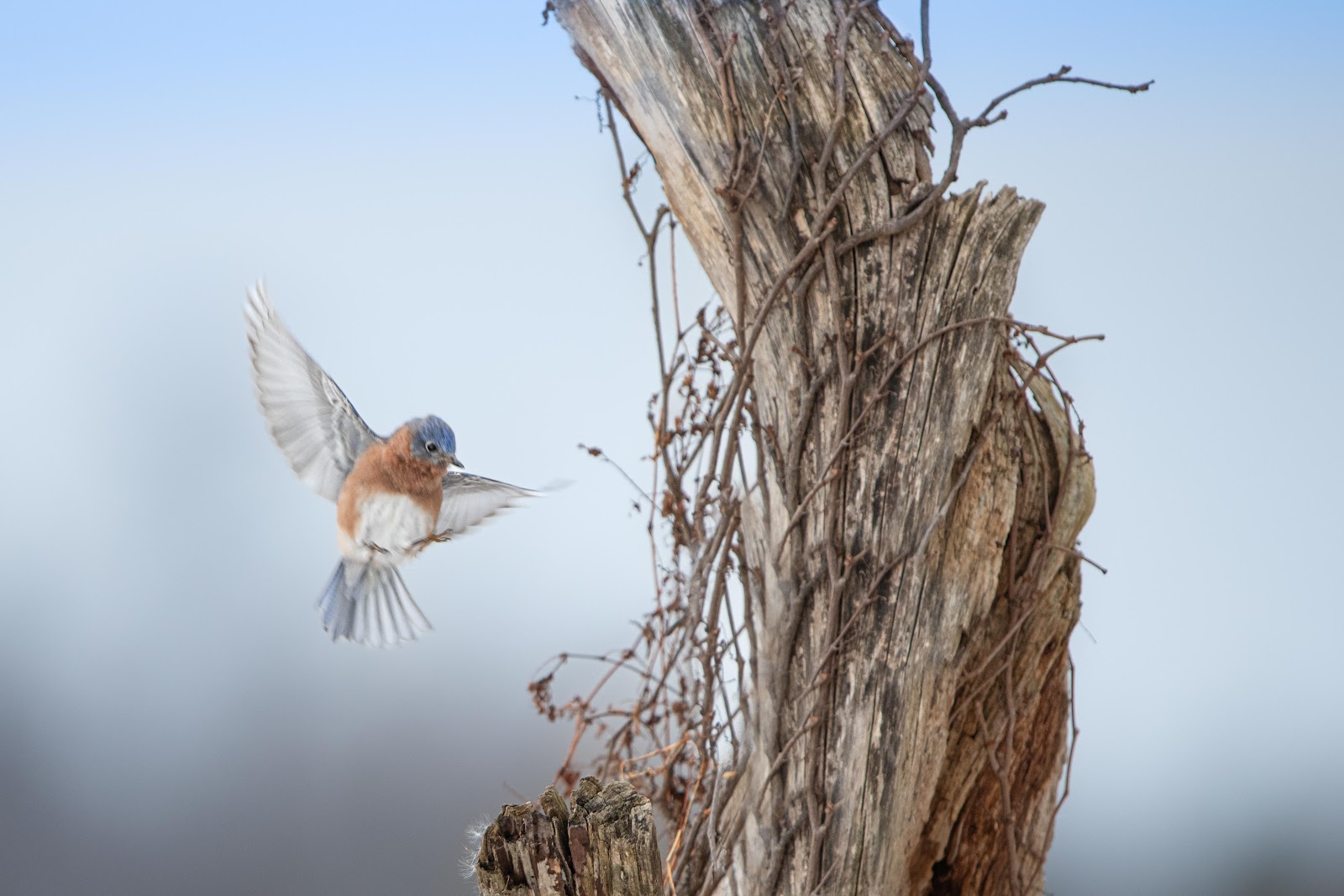 Coming in for a Landing