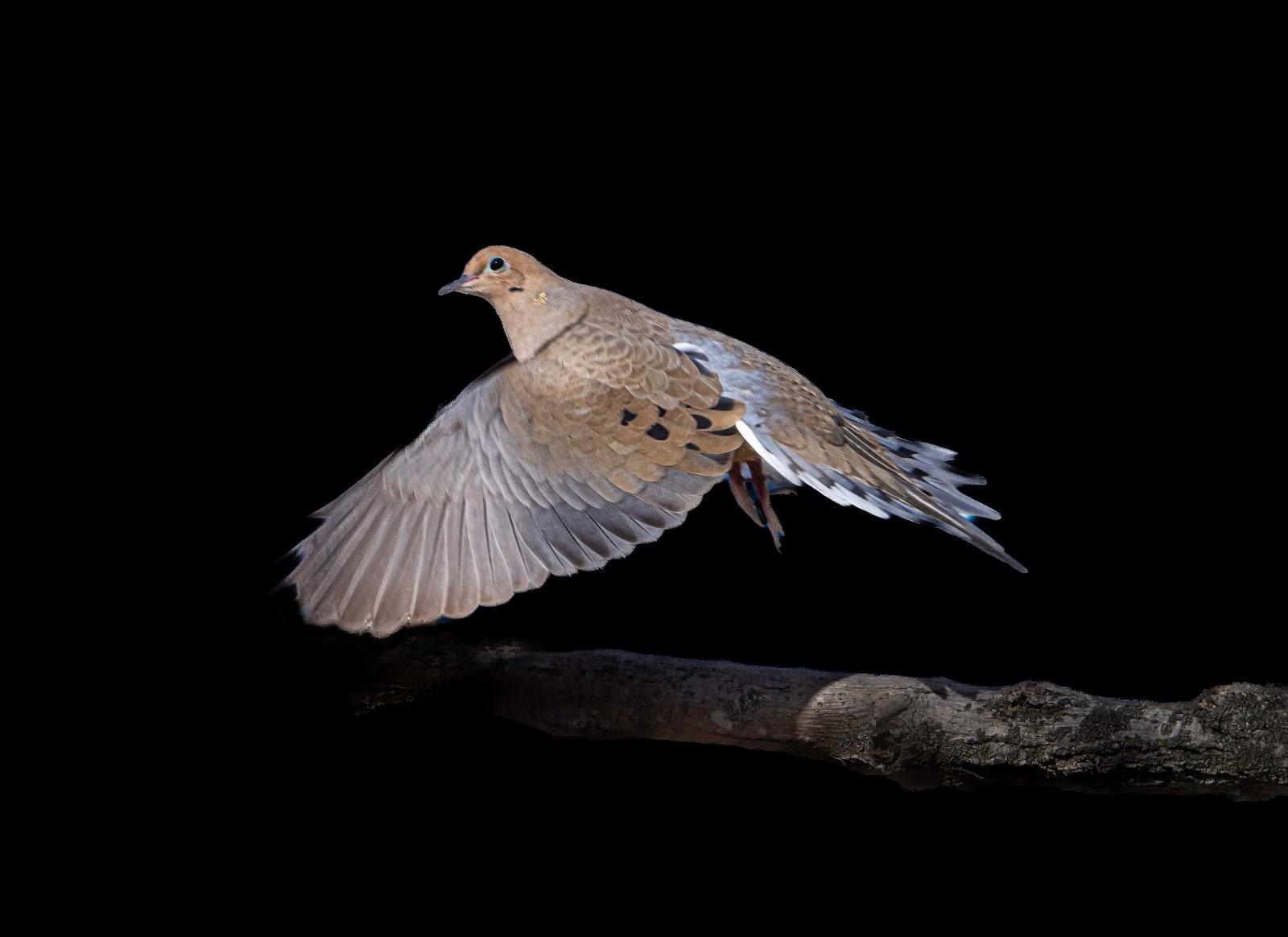 The Mourning Dove this Morning in Charlestown Meadows