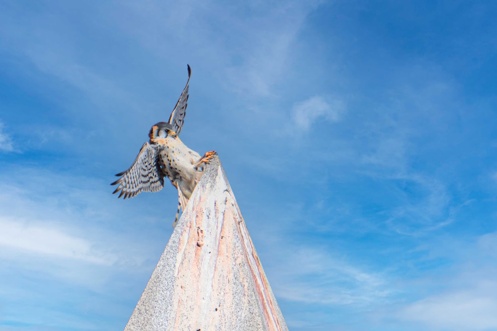 Kestrel Today In Valley Forge