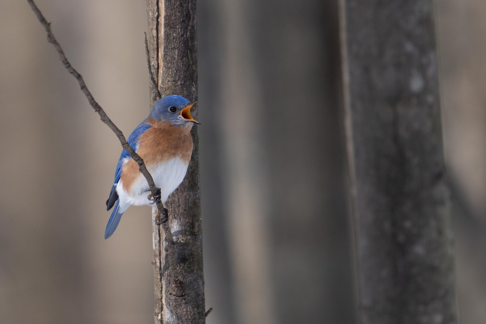 The Bluebird Burp
