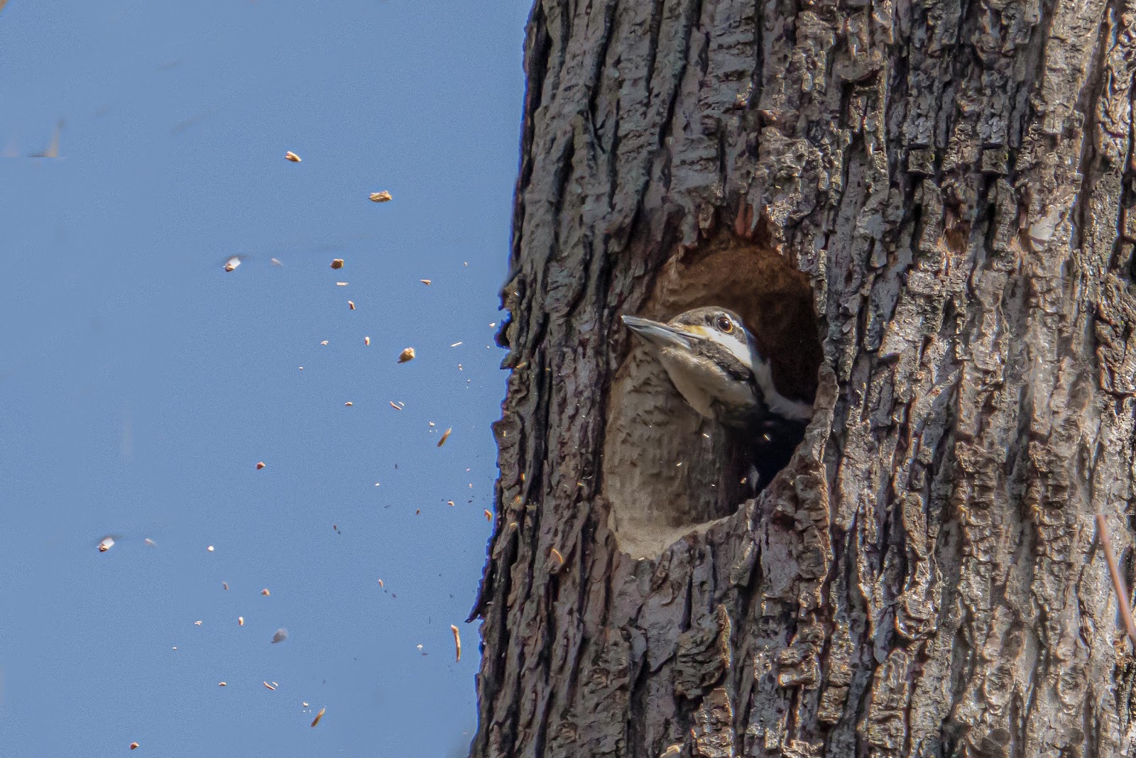 Pileated Building Her Nest