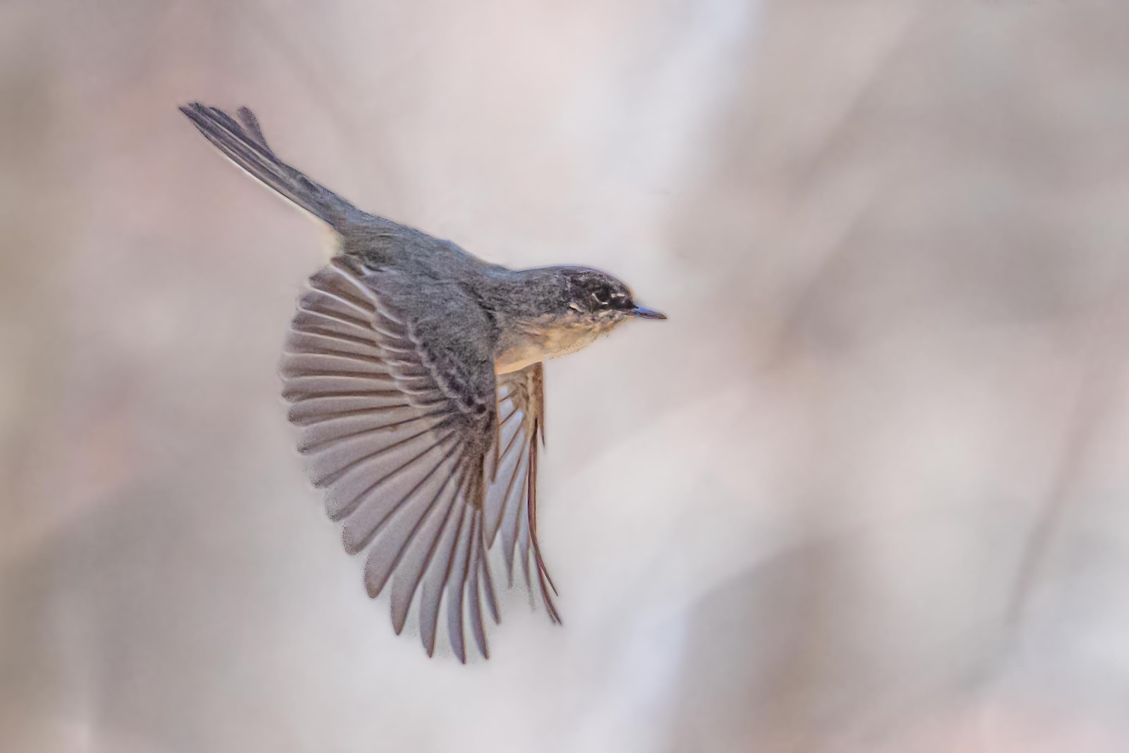 First Phoebe of the Spring – Today in Valley Forge