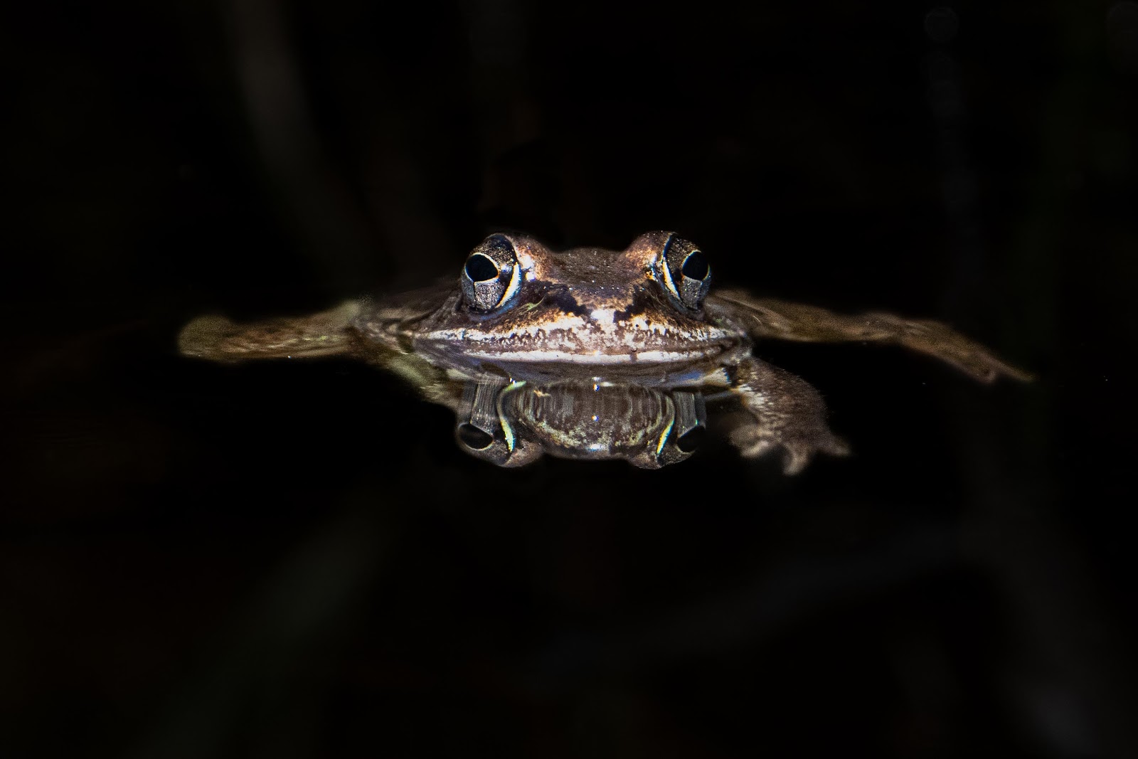 My New Friend – the Frog