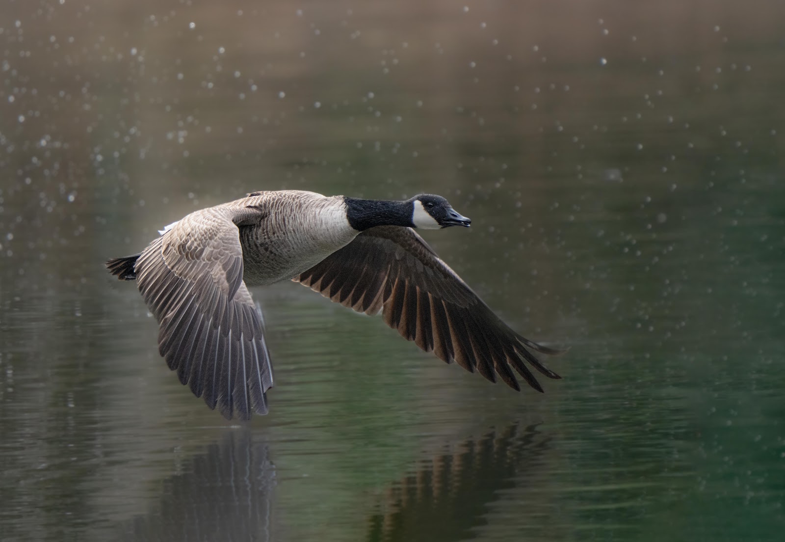 The Canada Goose – Today at Eastern College Pond