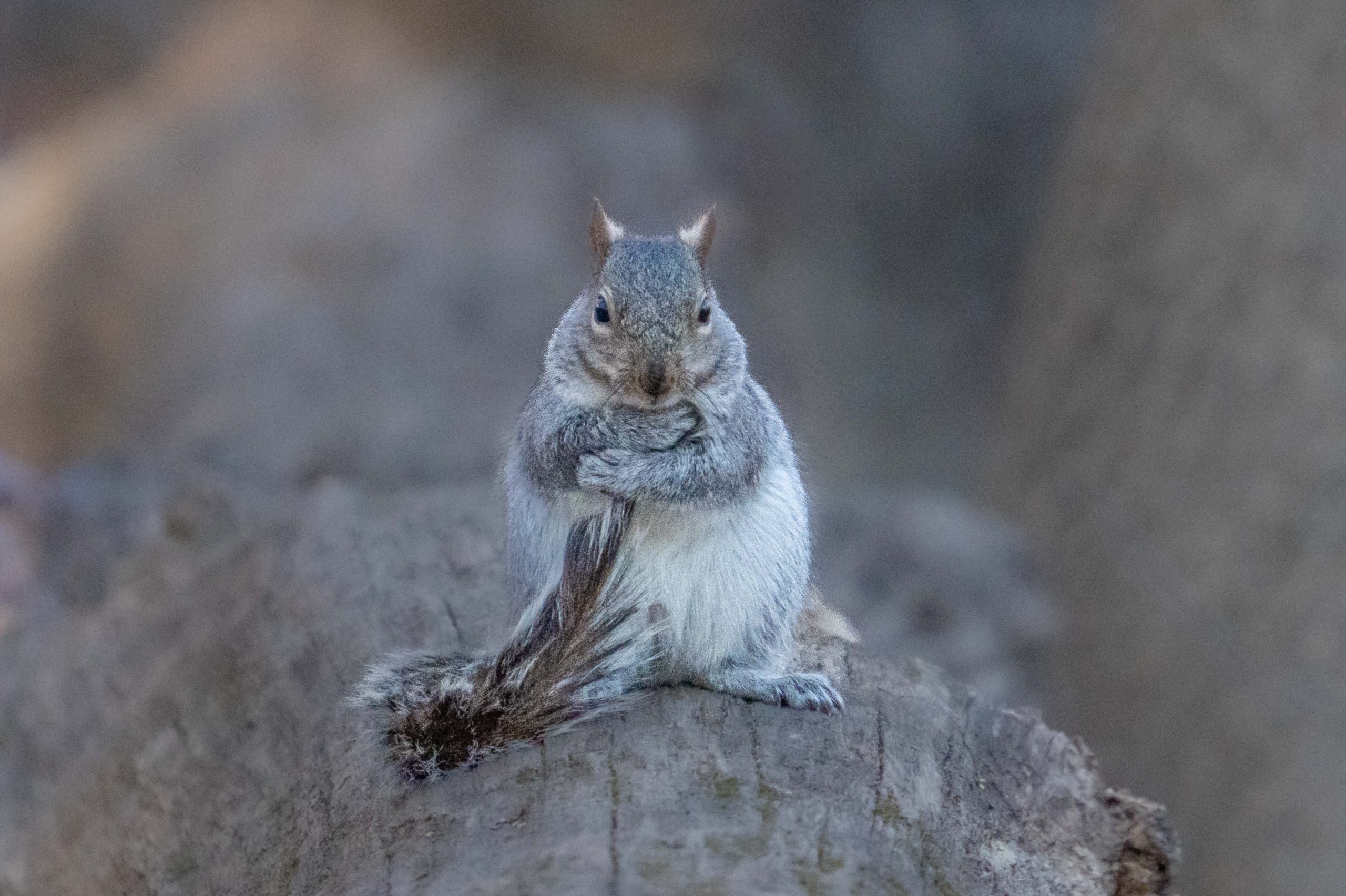 O.K. What’s the best caption? “Cross My Heart and Hope to Die” or “These are MY nuts”