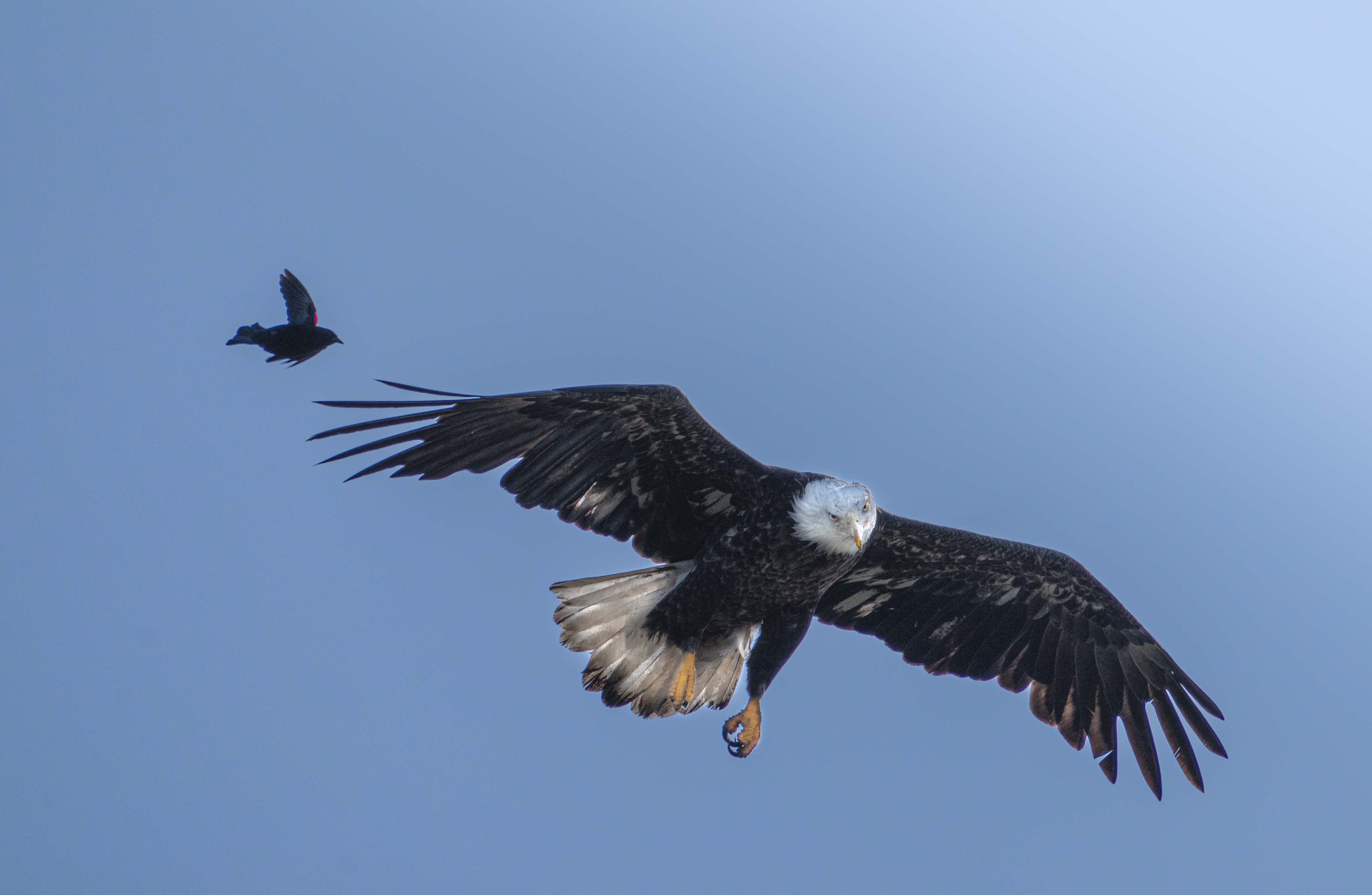 Bald Eagle and the Red Winged Blackbird