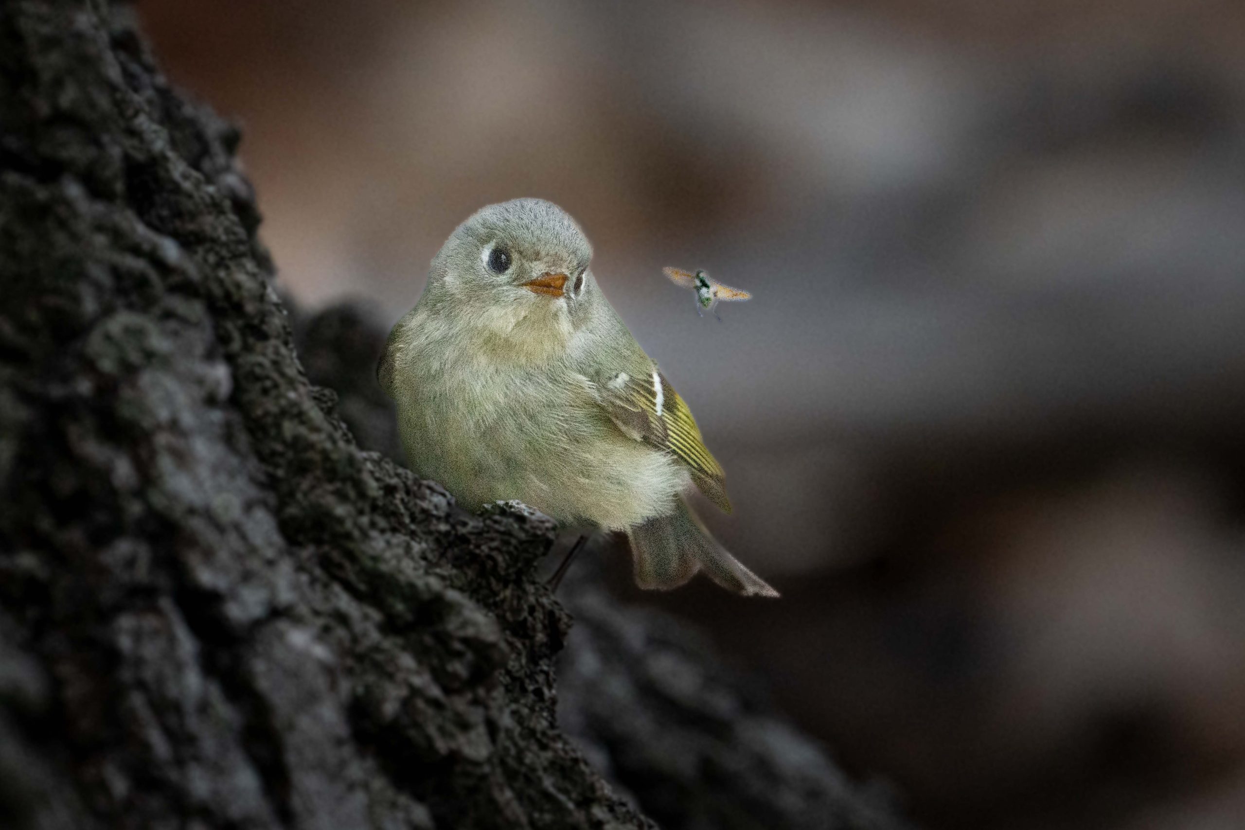 Ruby Crowned Kinglet Almost Gets the Fly