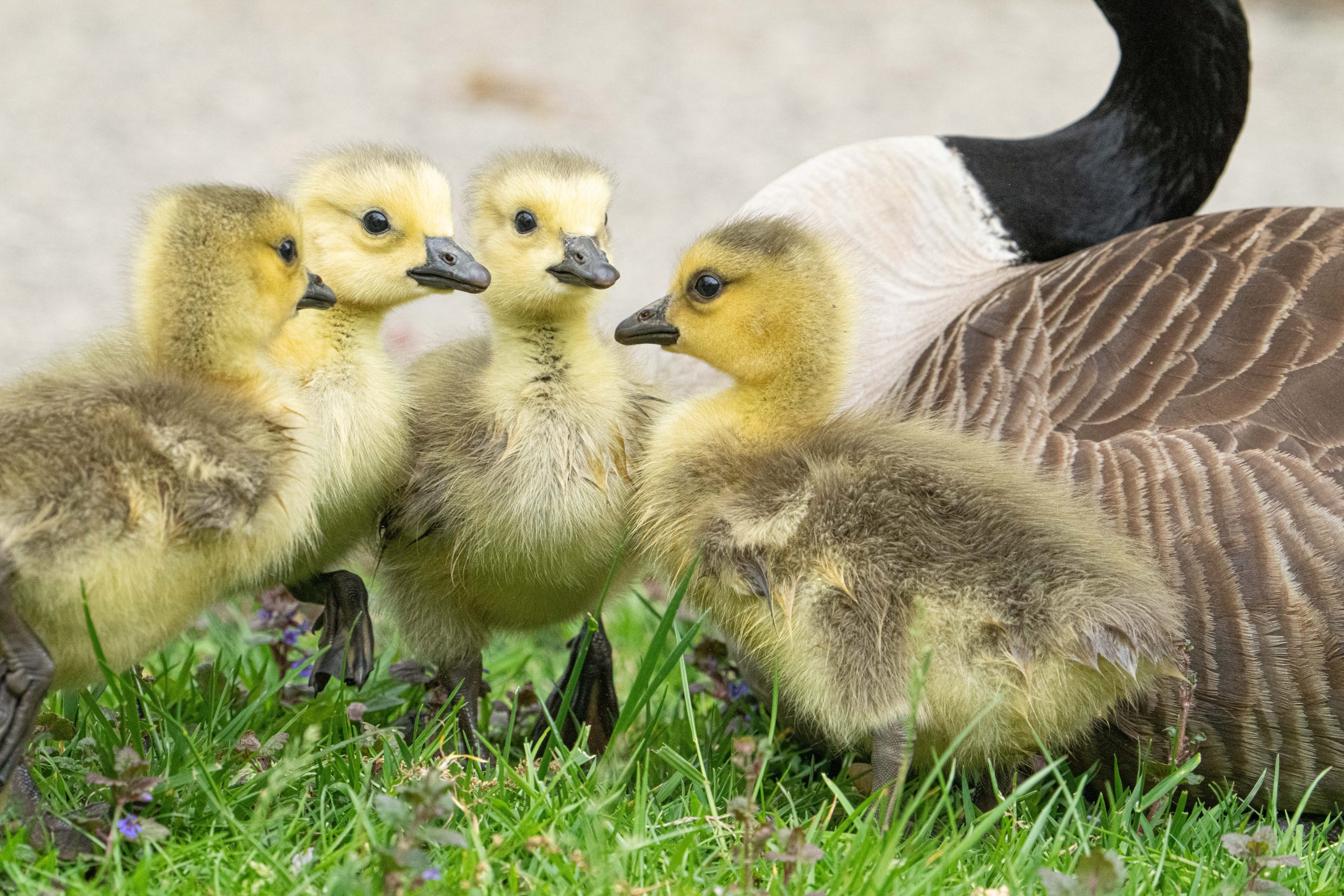 Talking About Mom – Today at Eastern College Pond
