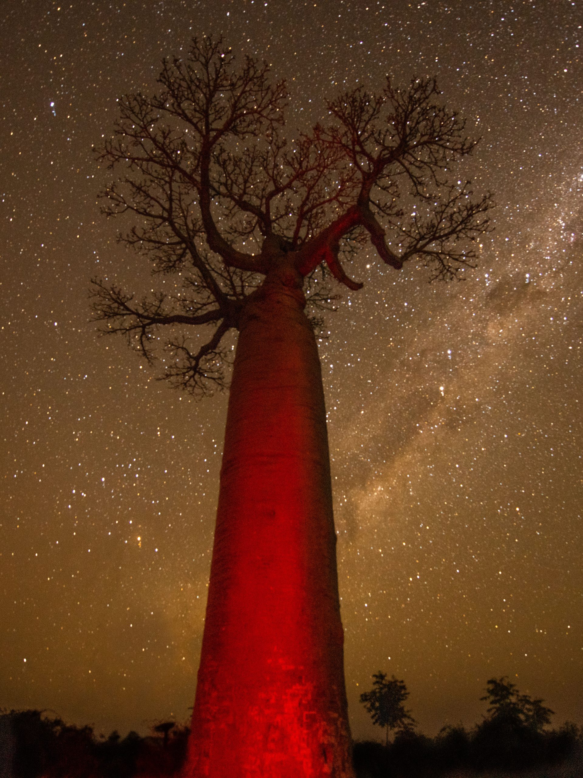 The Baobab Trees