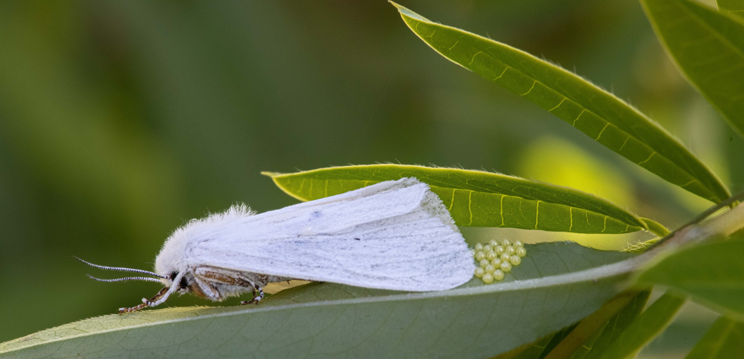 Little White Moth Laying Her Eggs Today in Charlestown Meadows