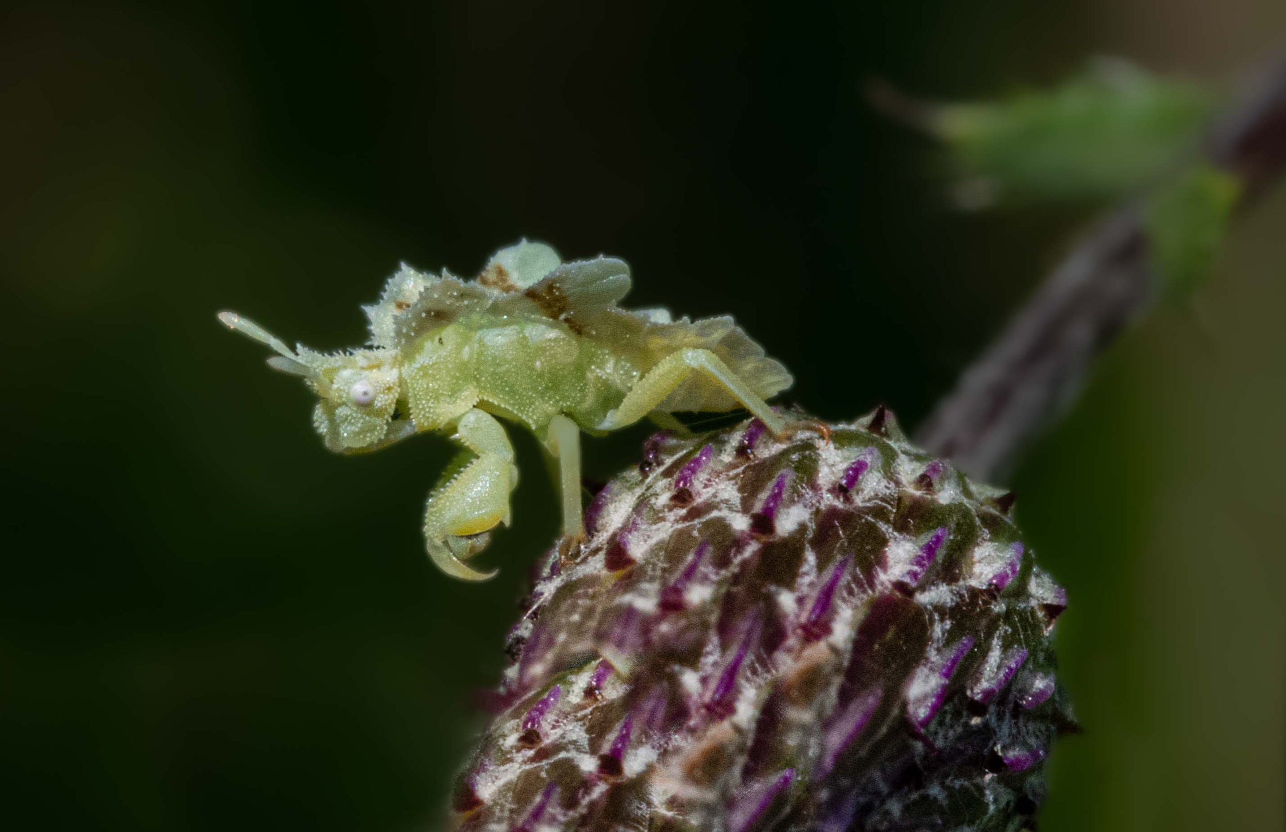 The Ambush Bug