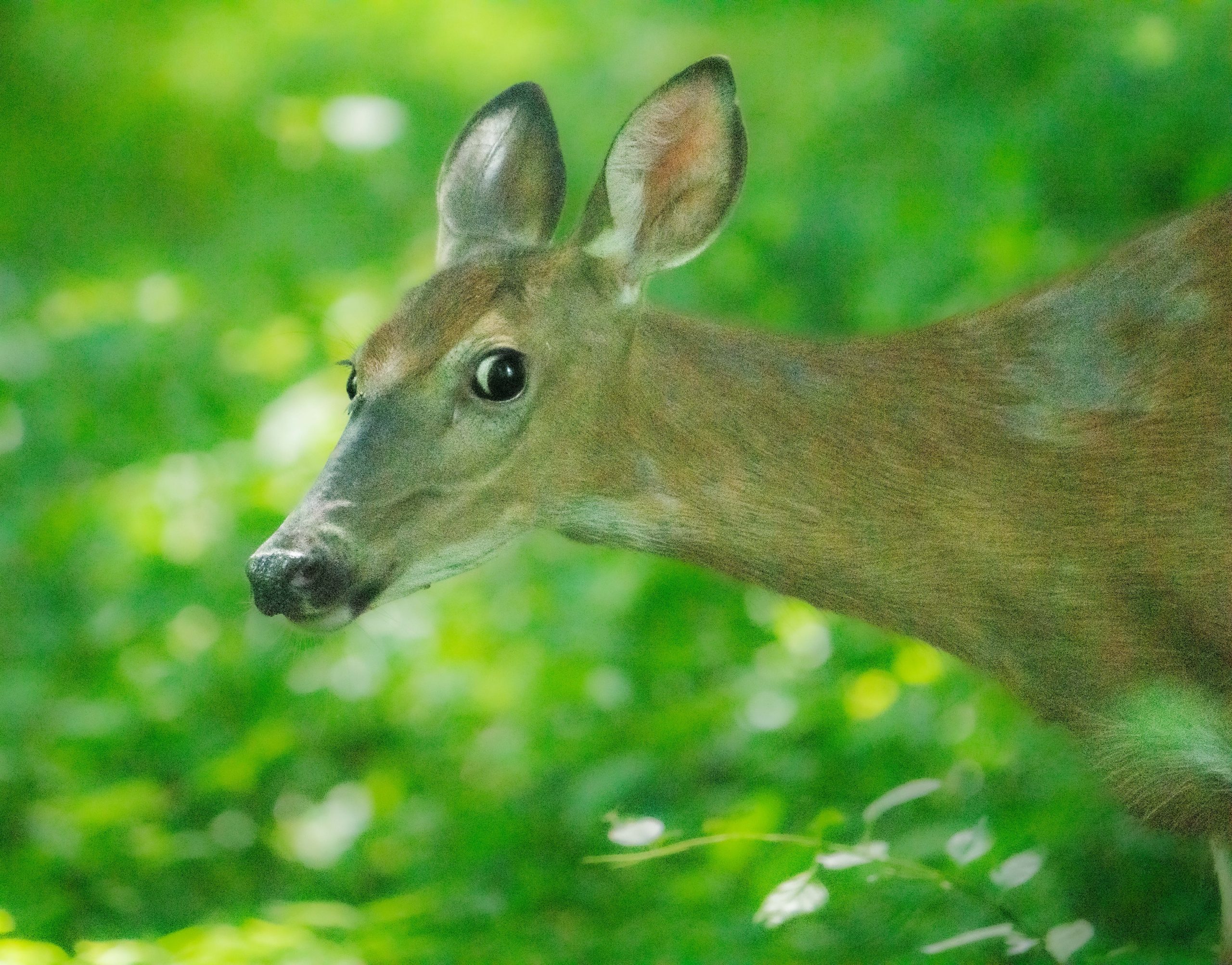 Wary Momma and the Three Fawns