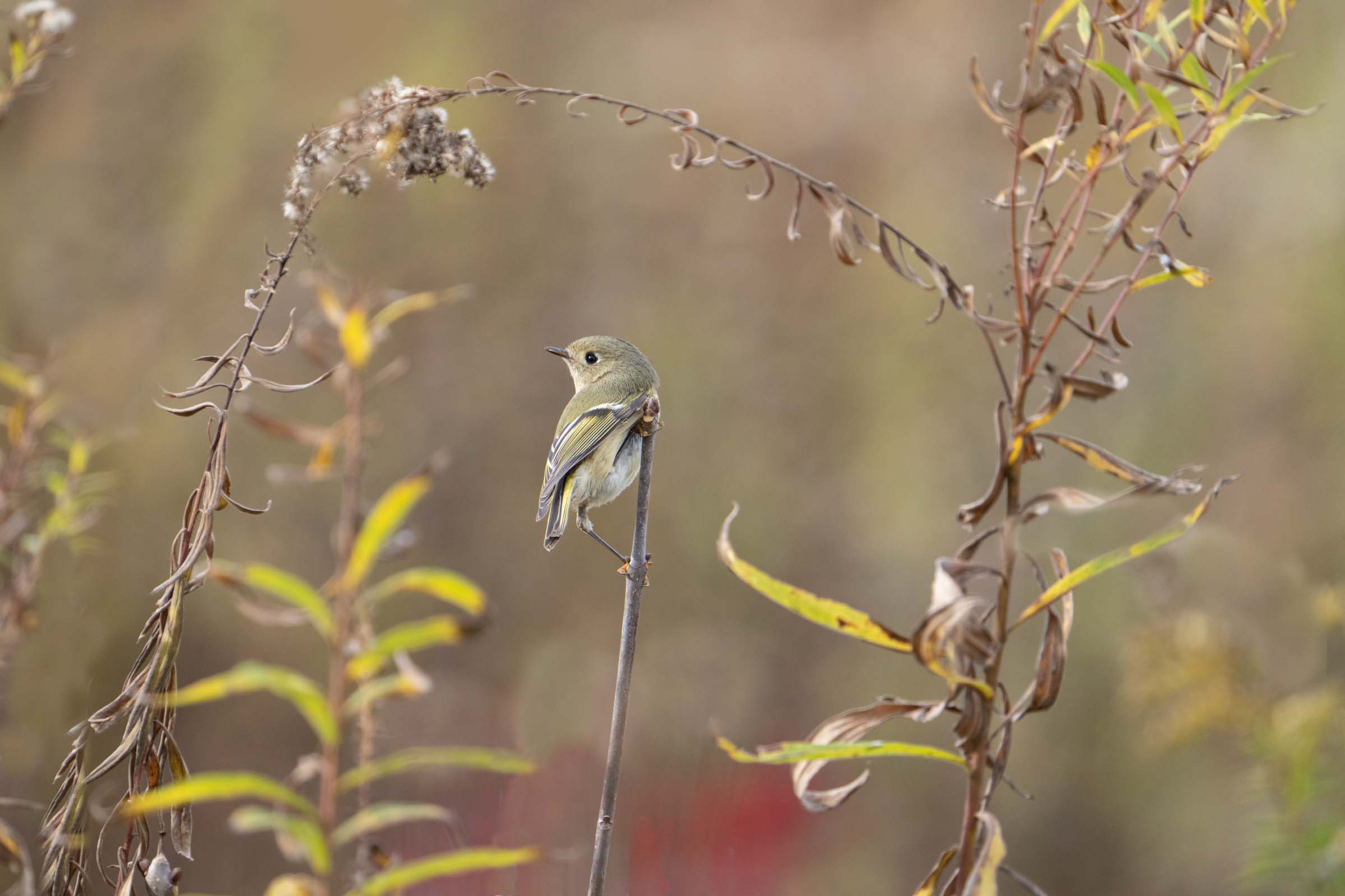 Golden Crowned Kinglet at Eastern College Pond Today