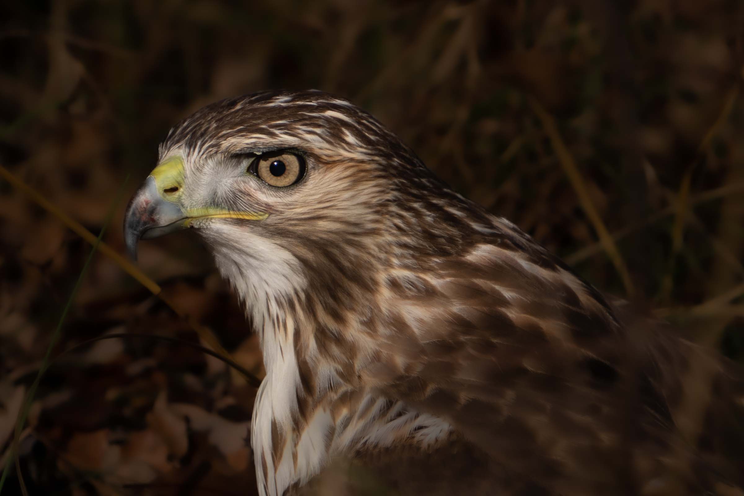 Friendly Red Tail Hawk