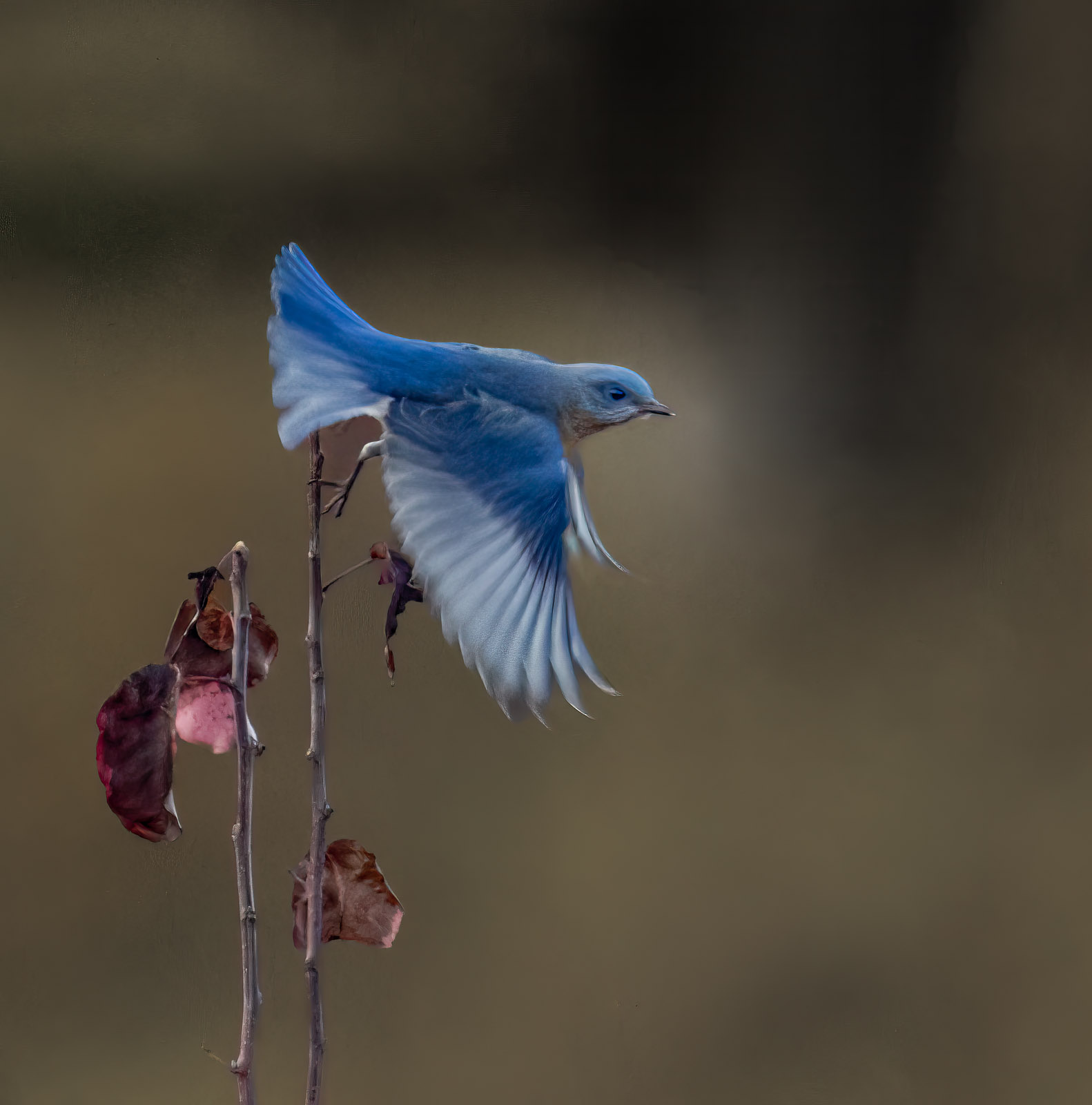 Yet Another Bluebird – They are the only ones who will pose!!