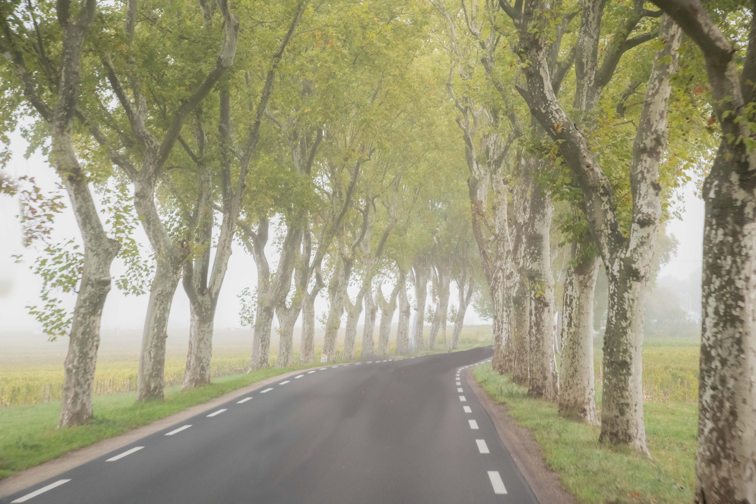 Country Road in the Fog wins Second Place in Betterphoto.com!!!!