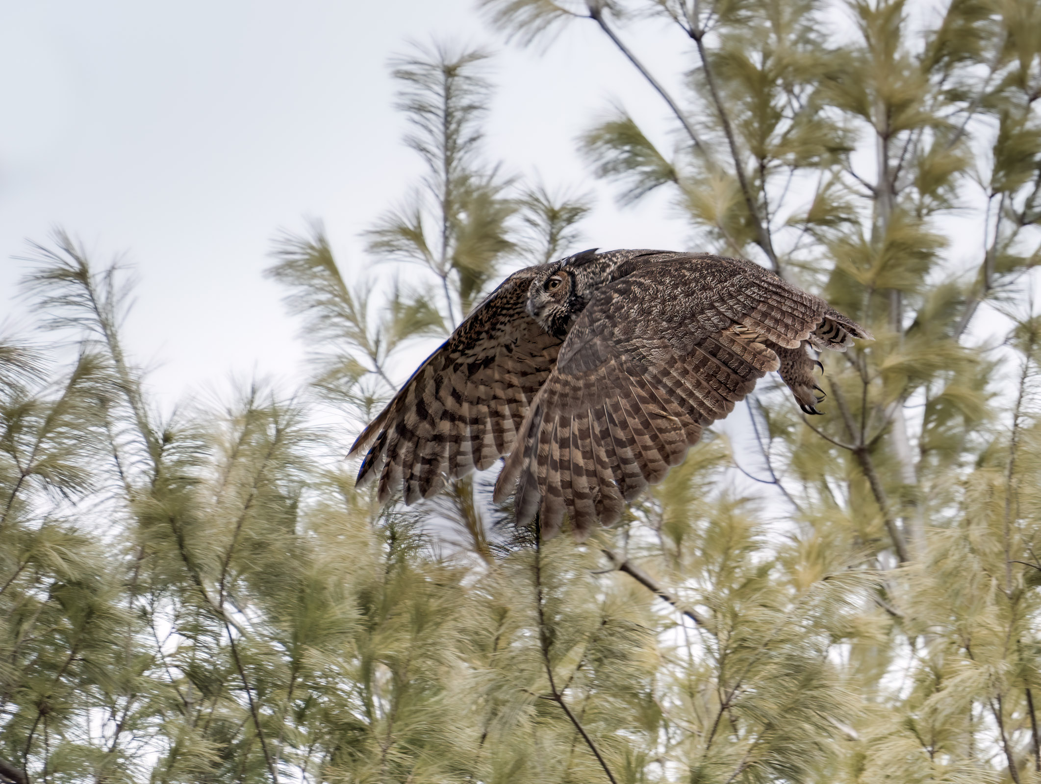 Great Horned Owl Fleeing My Camera