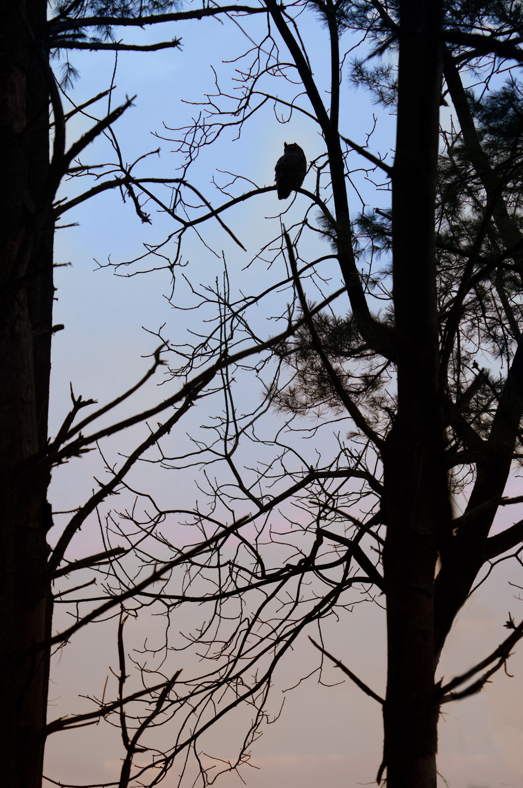 The Owl and the Deer in the Dark!!