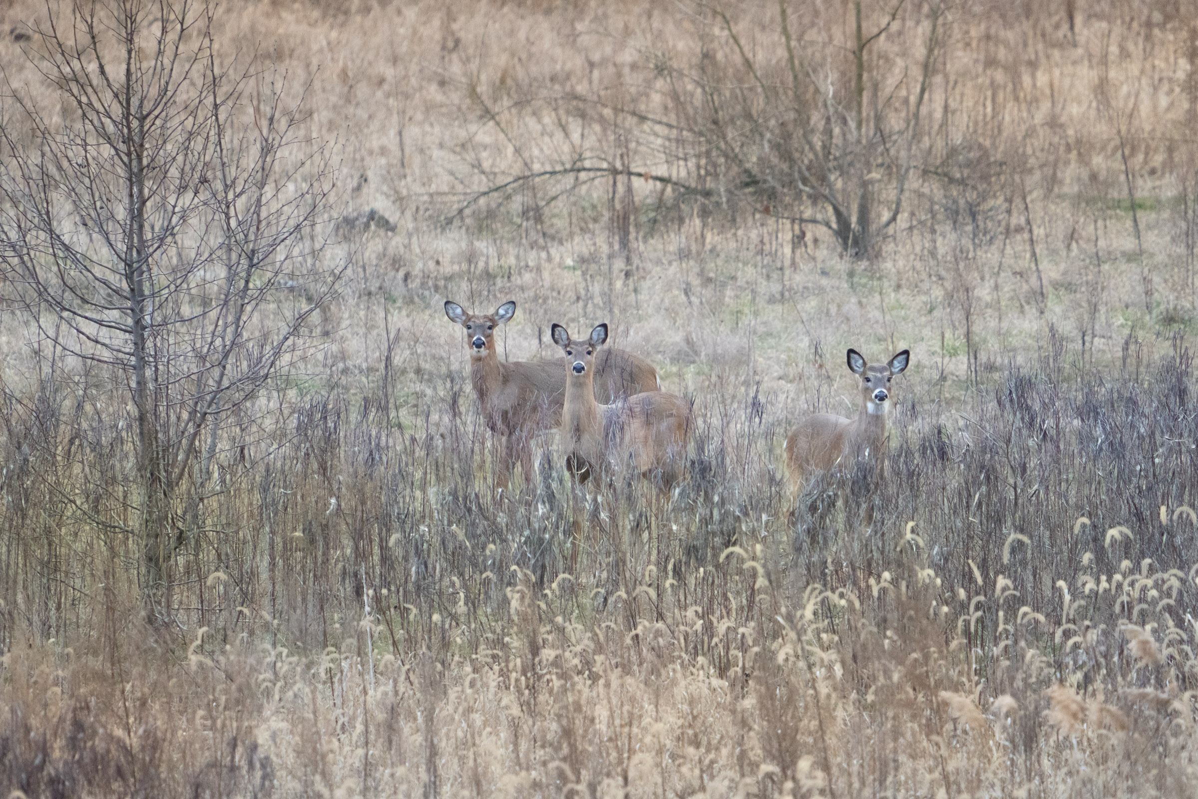 Deer and Rainbow at Dusk