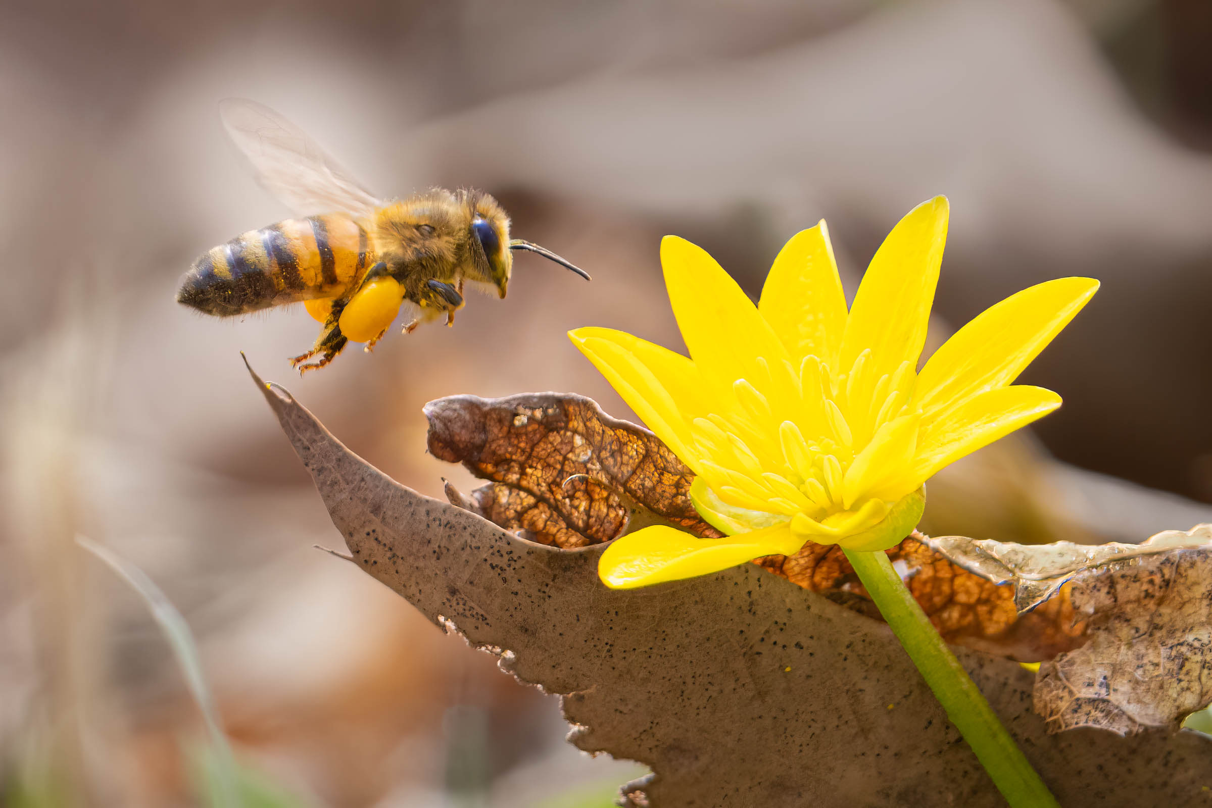 Spring Has Sprung!!! Today in Valley Forge