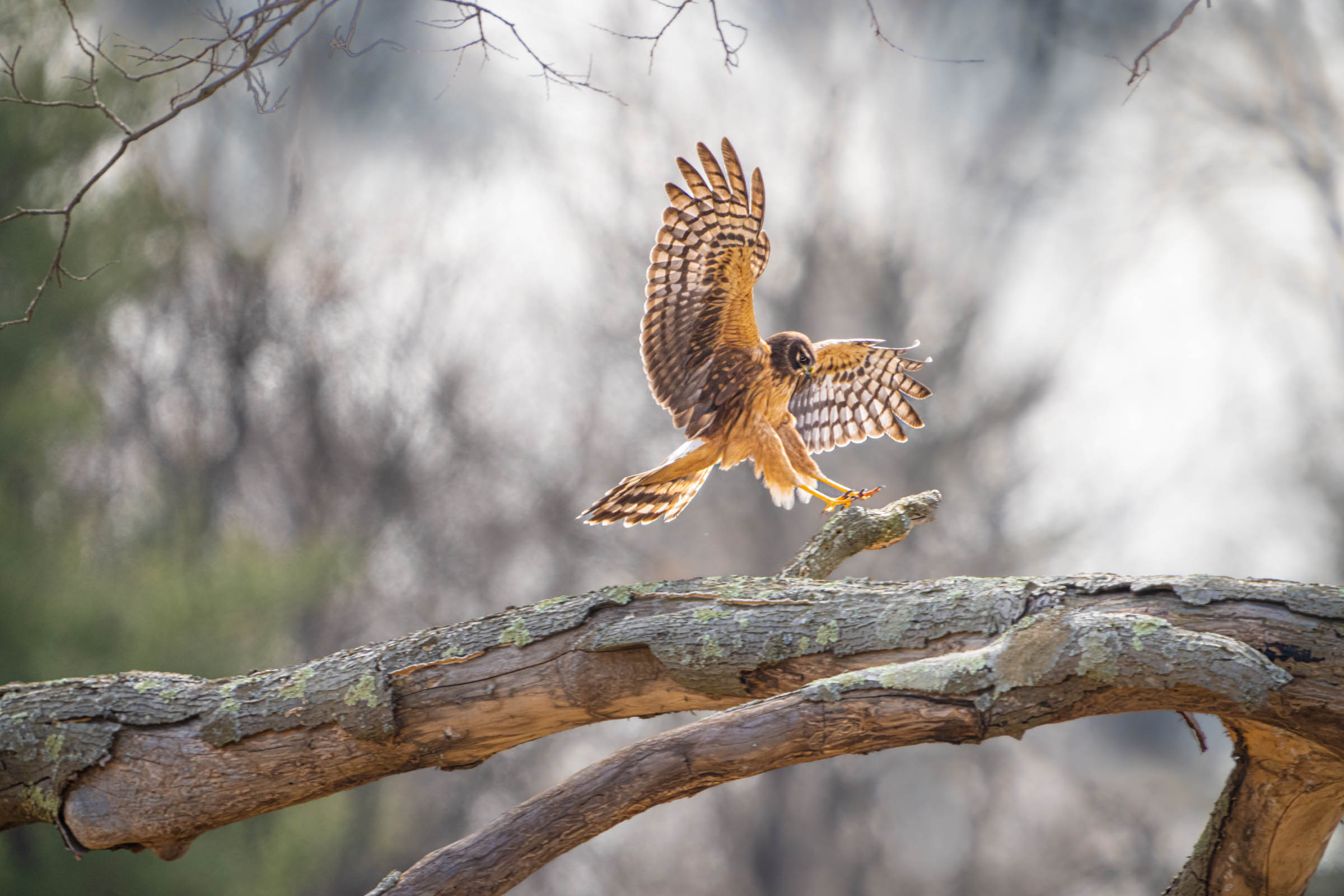 Harrier Sticking the Landing two days ago in Valley Forge