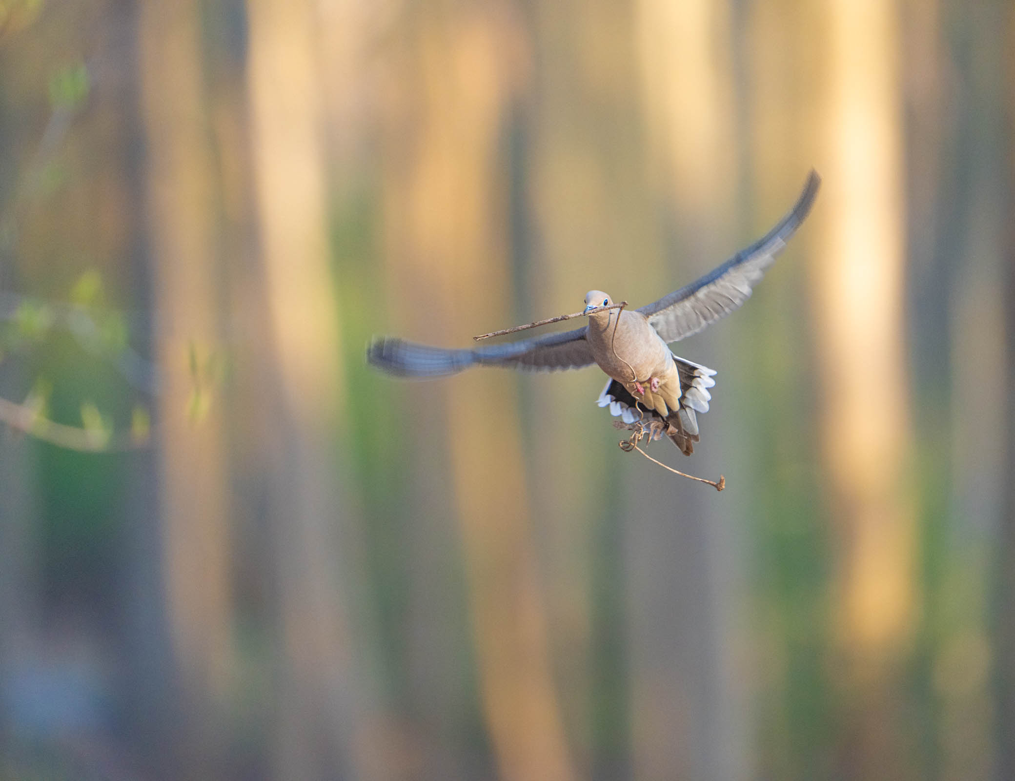Morning in Charlestown Meadows