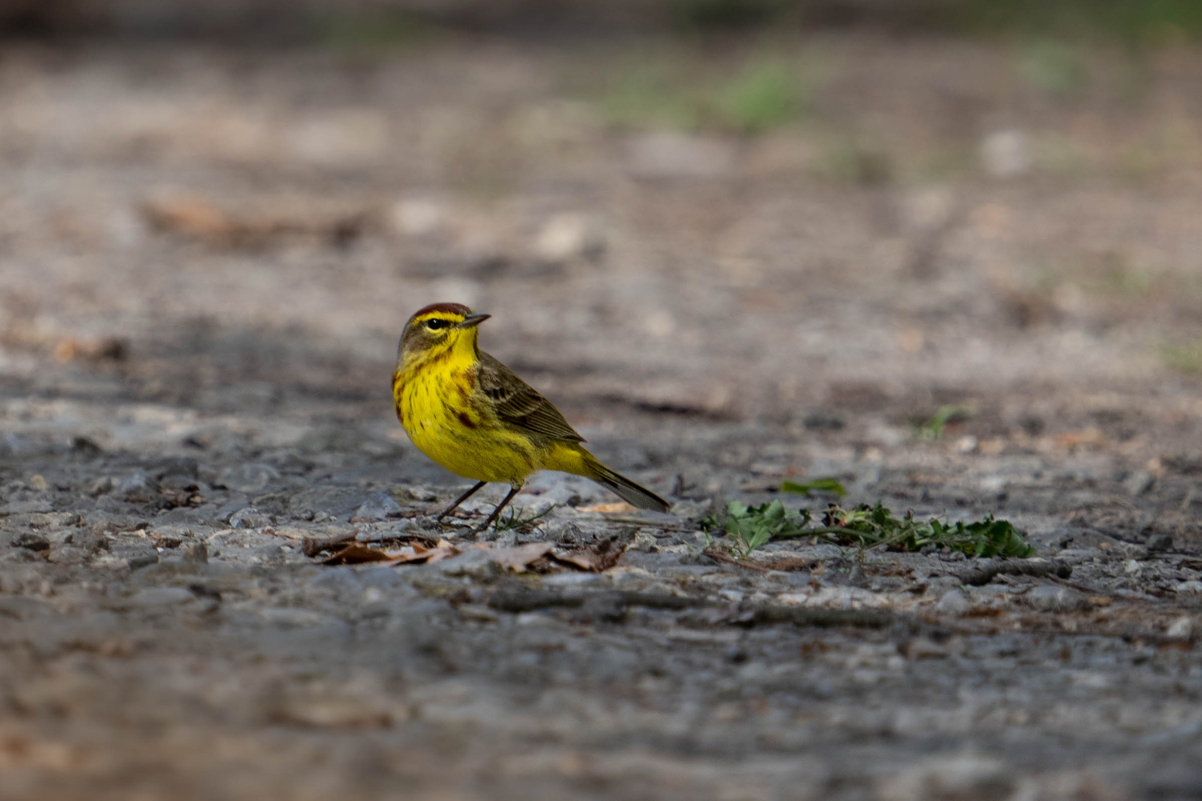Ruby Crowned Kinglet