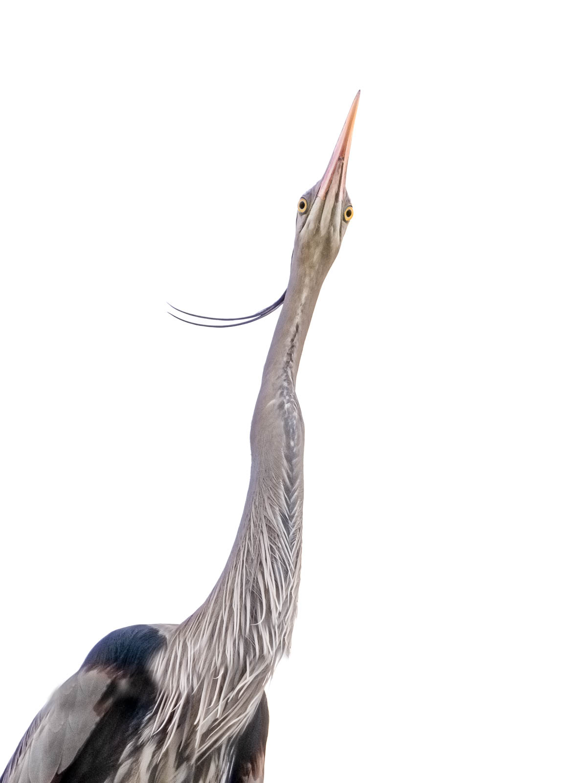 Great Blue Looking Down Wins Second Place!! Betterphoto.com