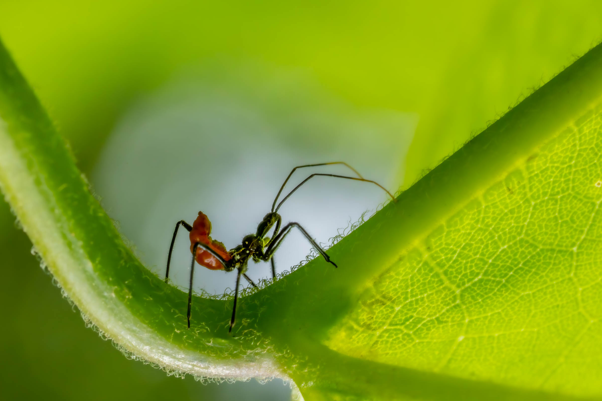 Assassin Bug