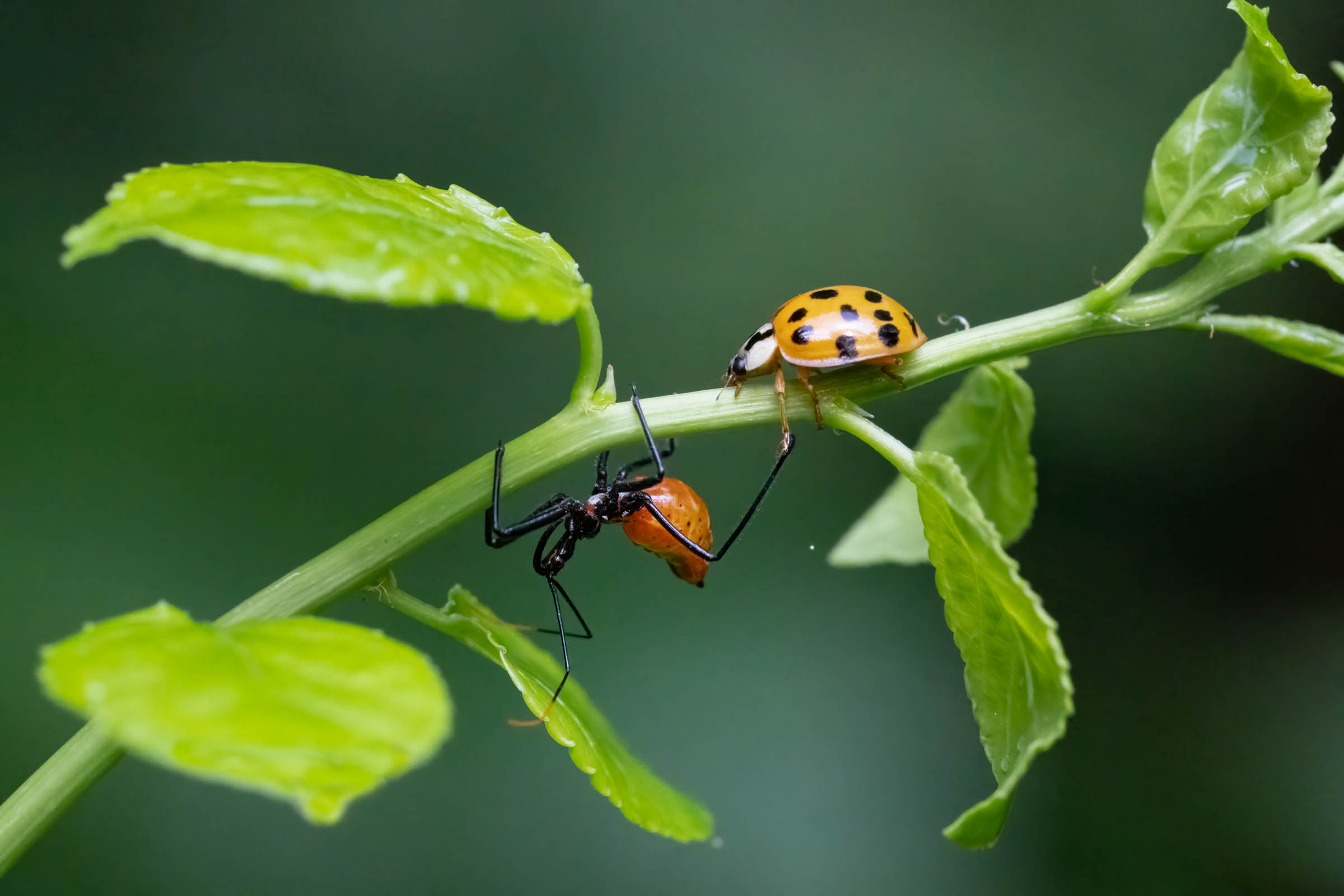 The Lady and the Assassin Holding Hands