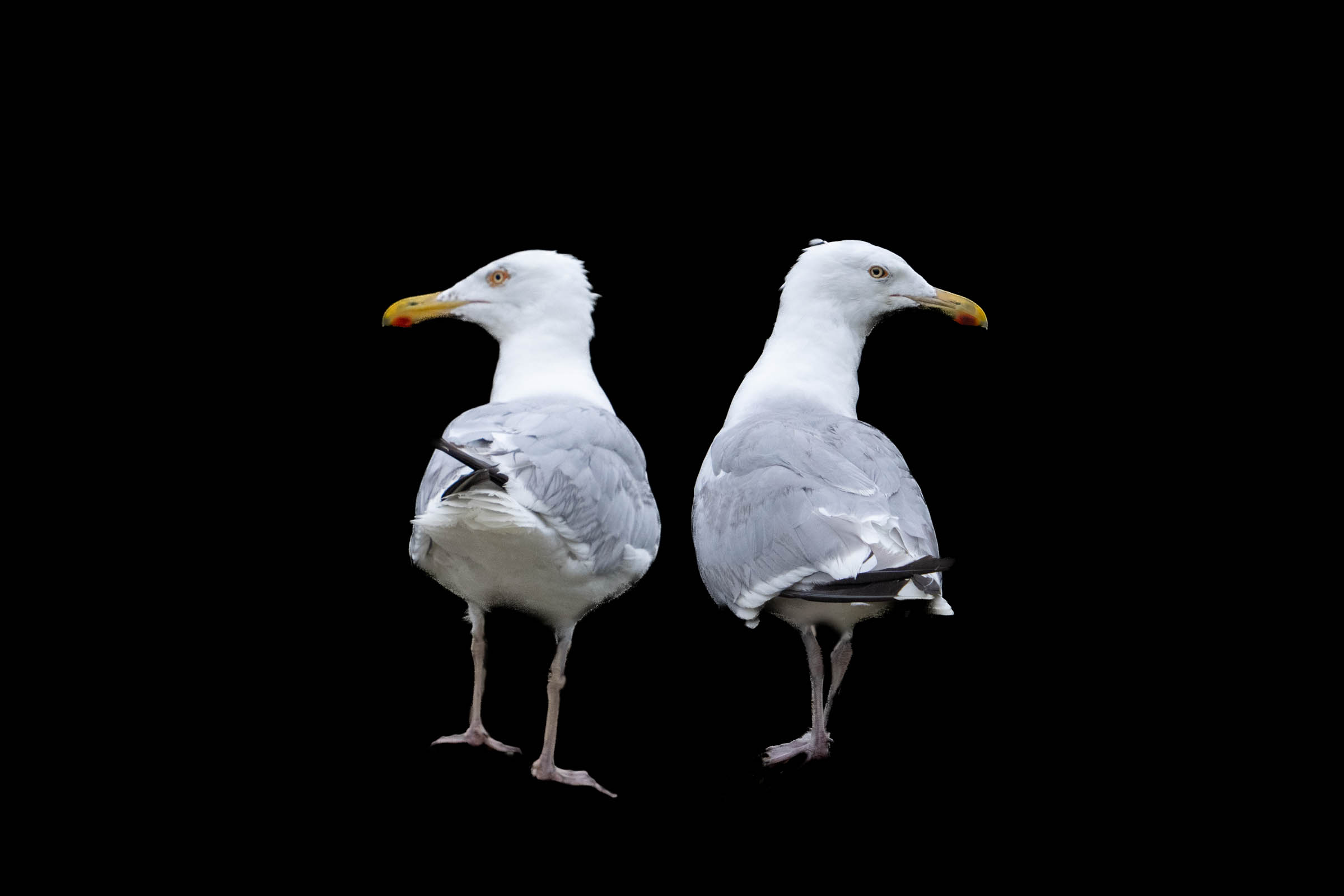 We are back in Gloucester!!