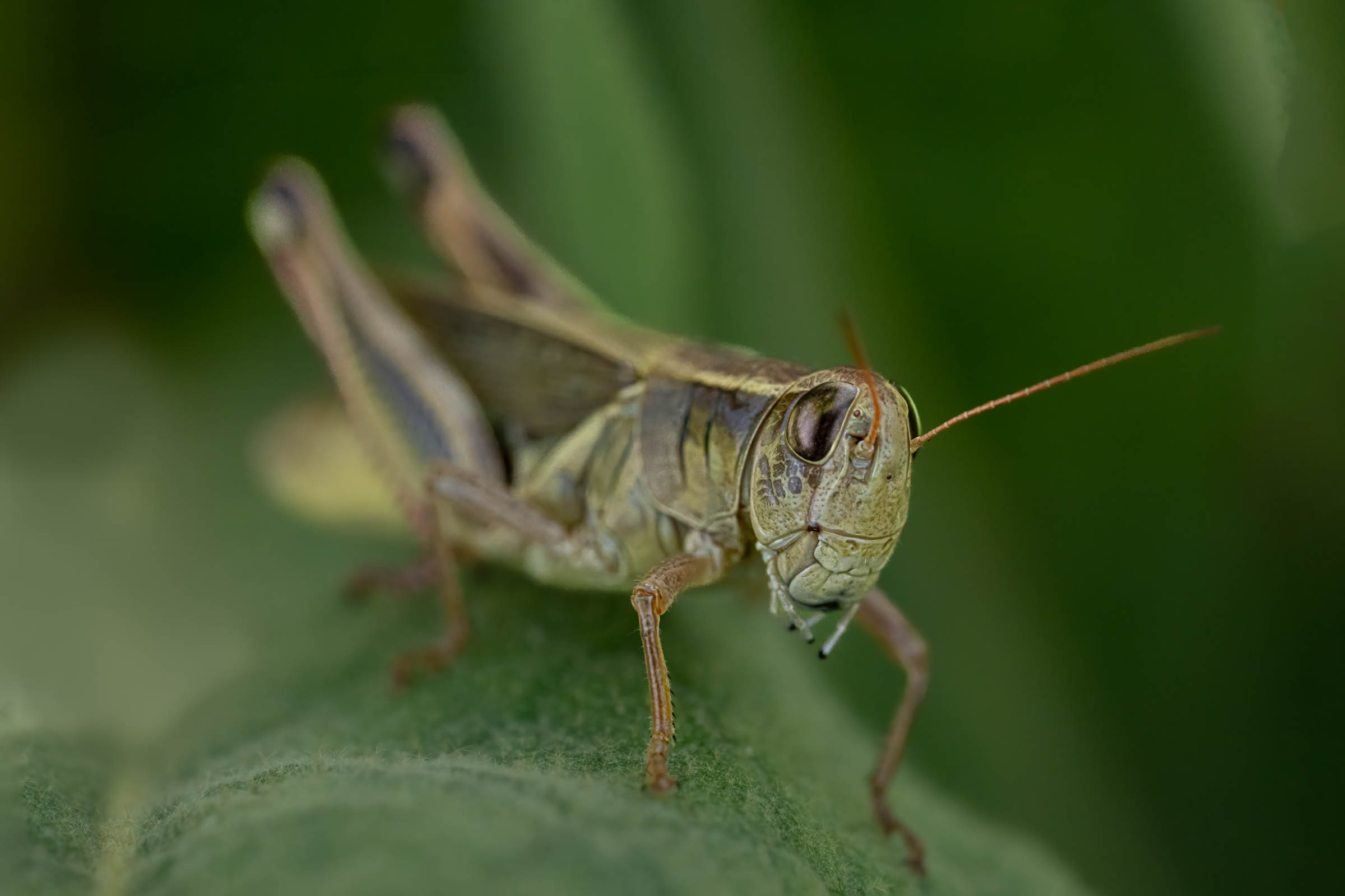 Wood Thrush Taking a Deep Breath and a Few Frogs and Friends