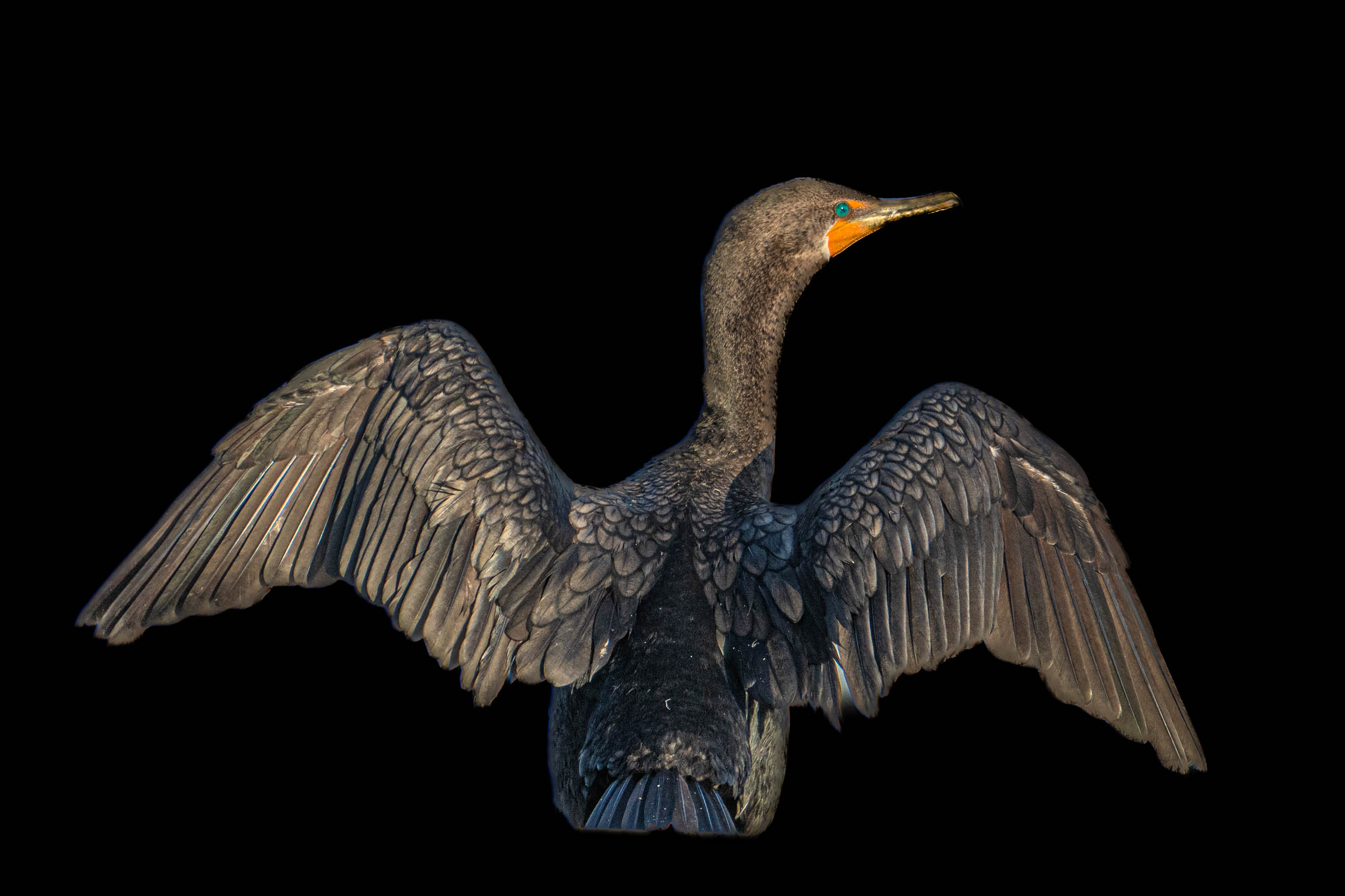 The Back of the Cormorant – Gloucester