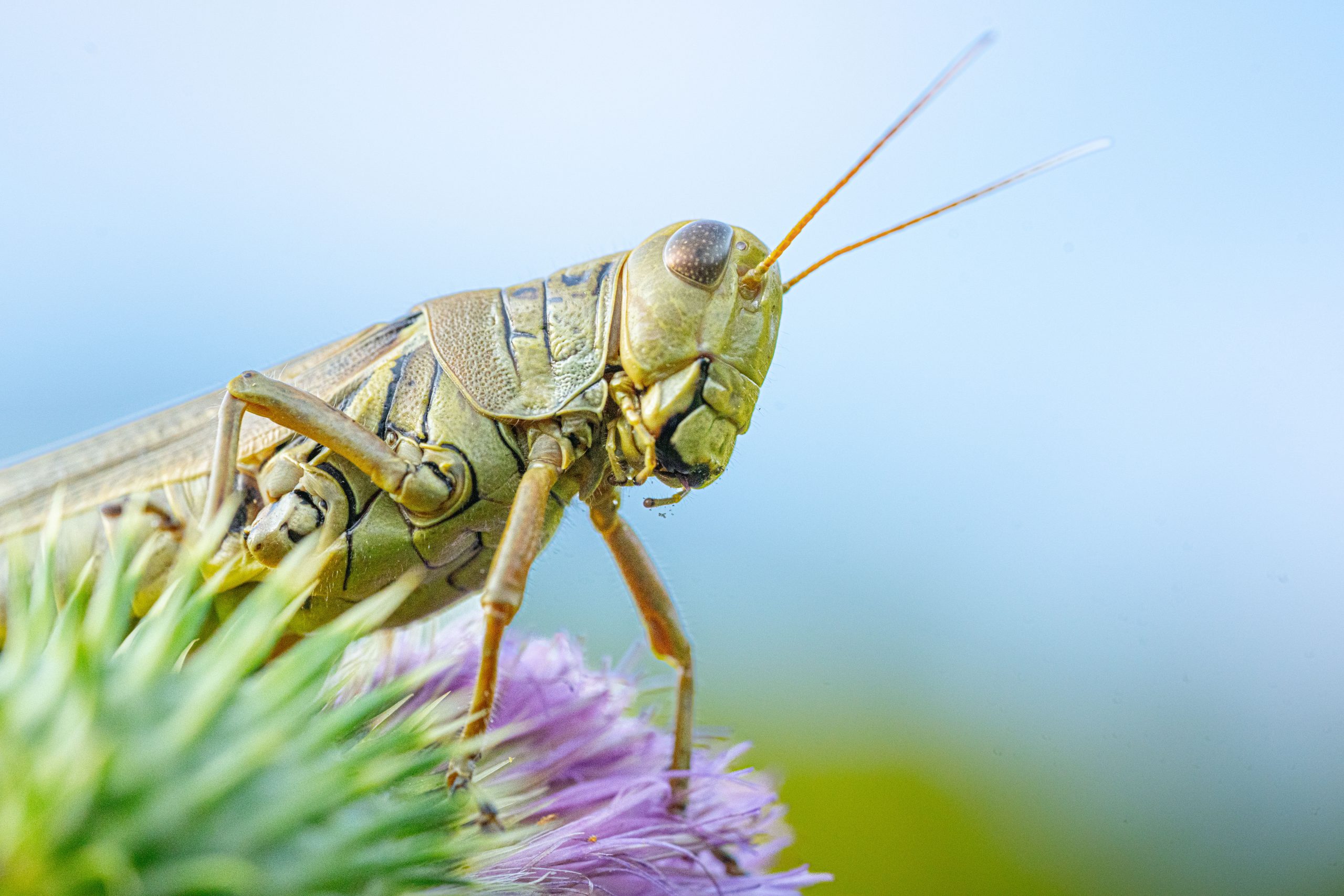 The Monster in the Bog Today